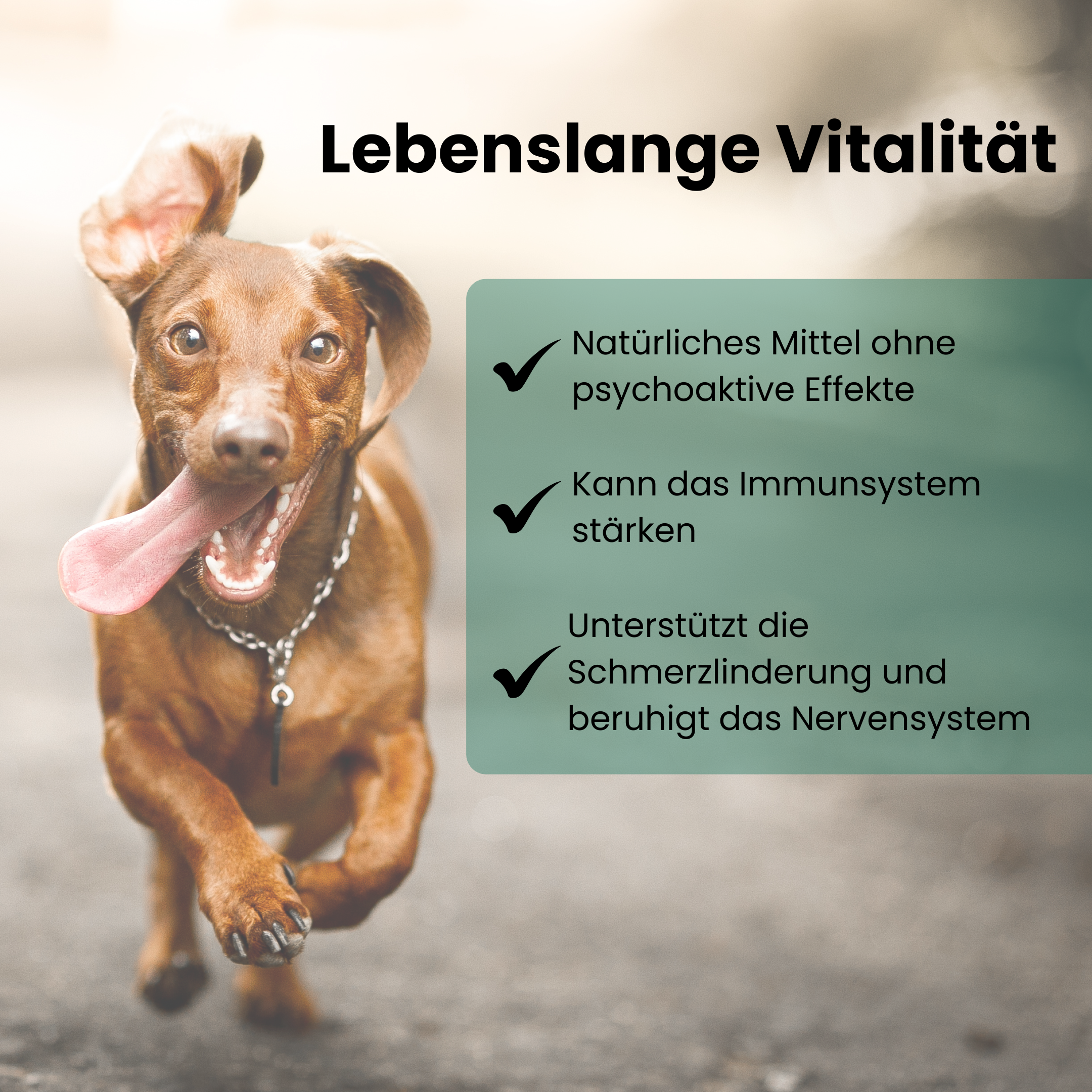 CBD Premium Öl für Hunde 5 % · 10 ml Produktbild 6
