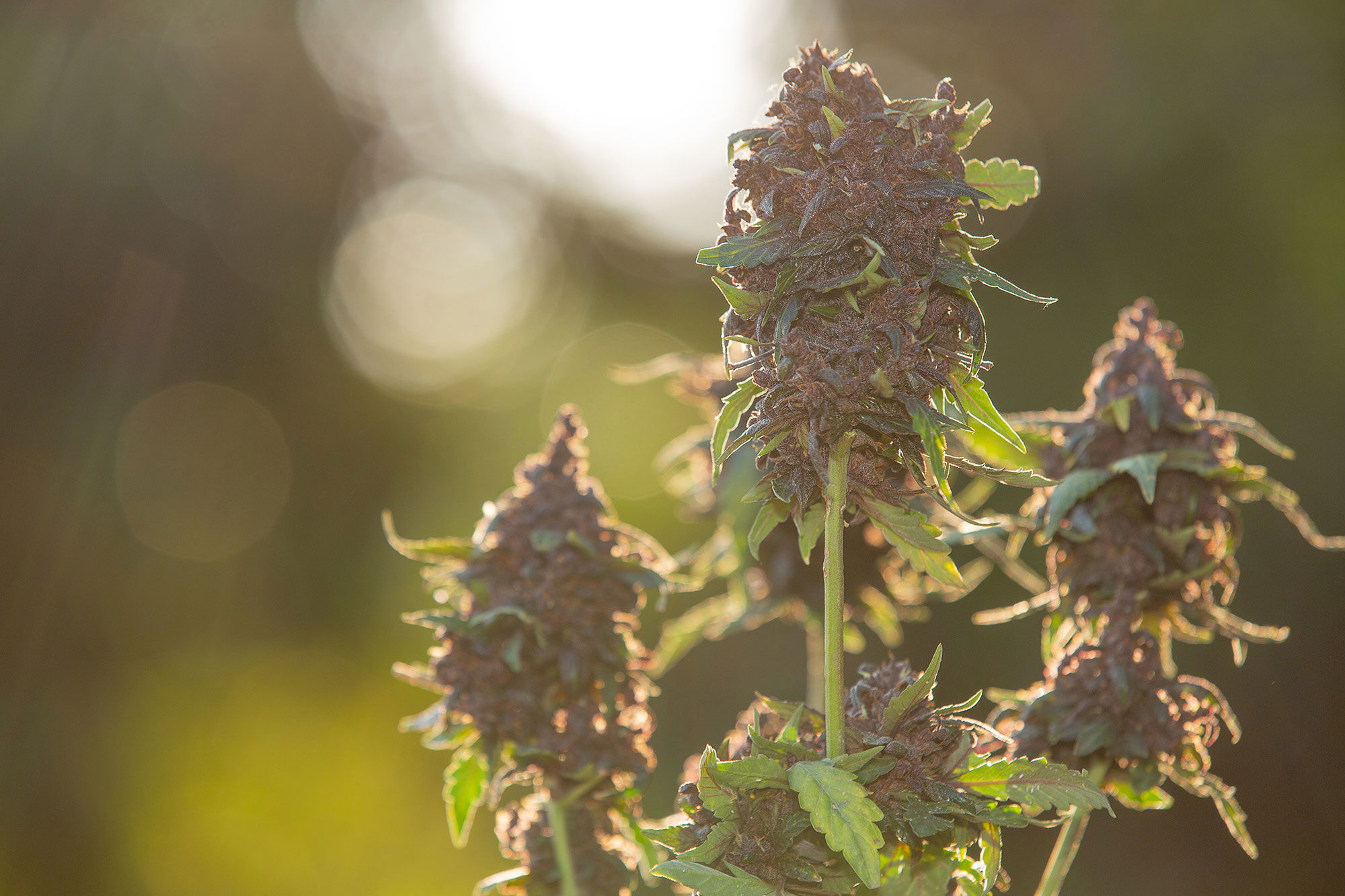 Wie lasse ich Cannabis Samen richtig keimen Cannabis Samen keimen lassen