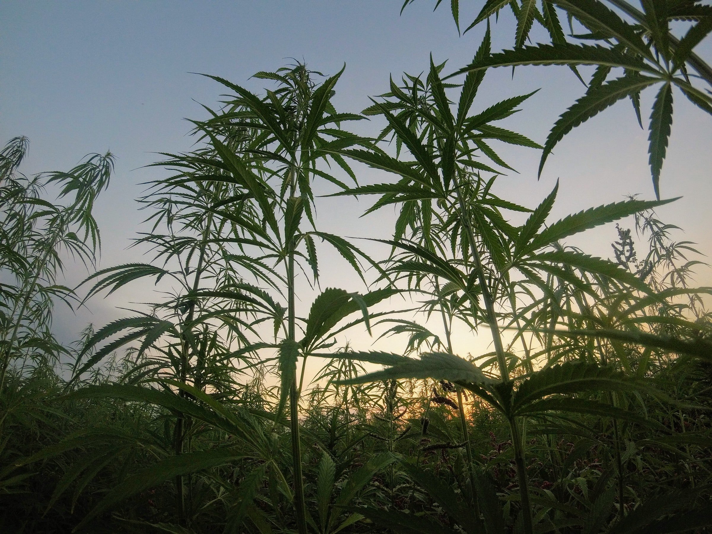 CBD und Klimawandel – Hanf als nachhaltige Ressource Hanfpflanzen im Gegenlicht bei Sonnenuntergang – dichter Pflanzenbestand vor klarem Himmel.