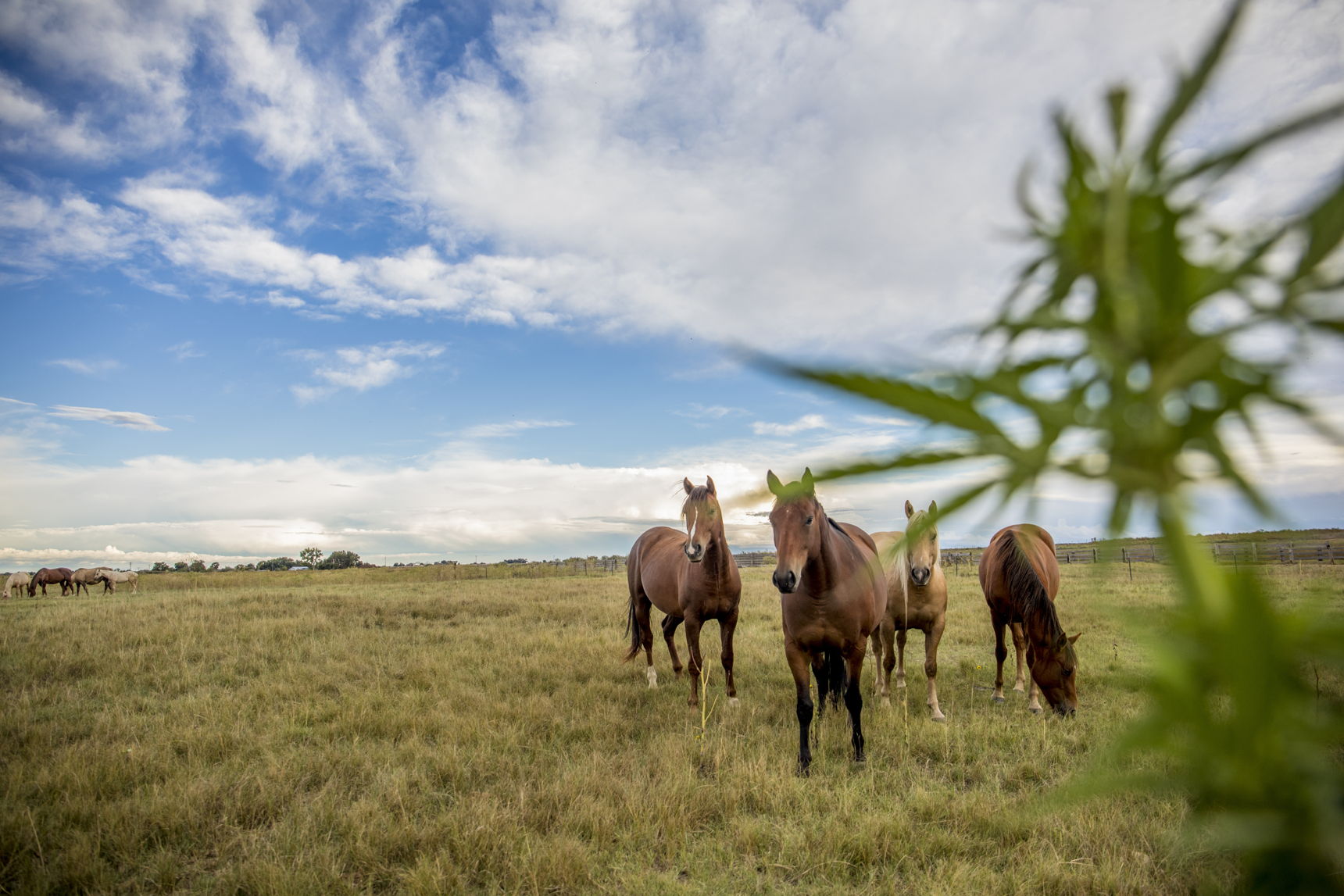 CBD für Pferde – Natürlich gesund auf der Weide Vier Pferde auf einer Weide mit Hanfpflanze im Vordergrund, unter blauem Himmel.