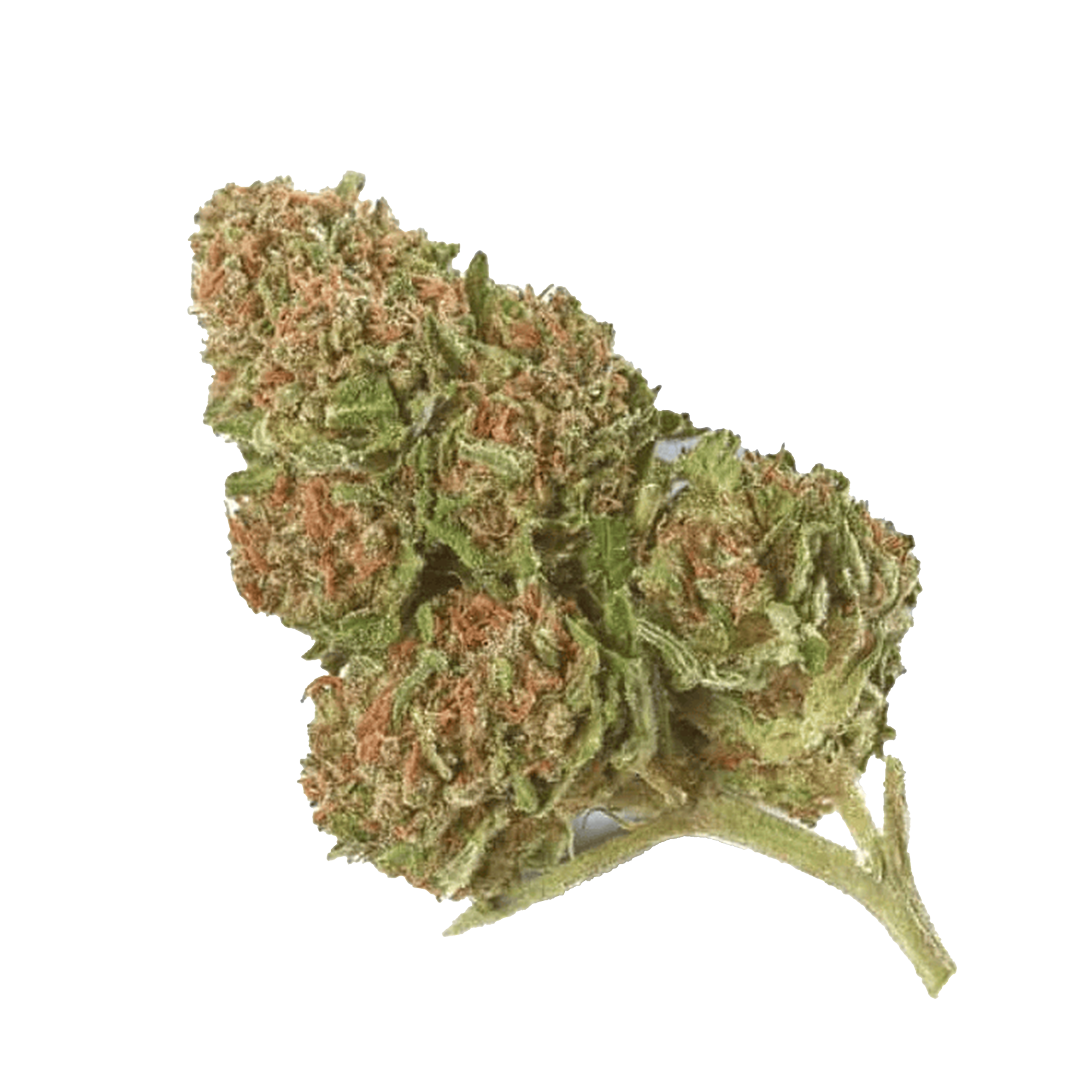 Skunk Cannabis Samen Premium THC 22% Produktbild 1