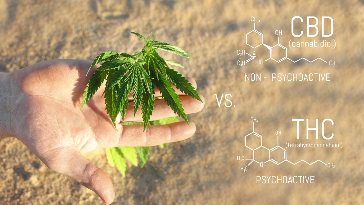Hand mit Hanfblatt im Vergleich von CBD und THC mit chemischen Strukturen