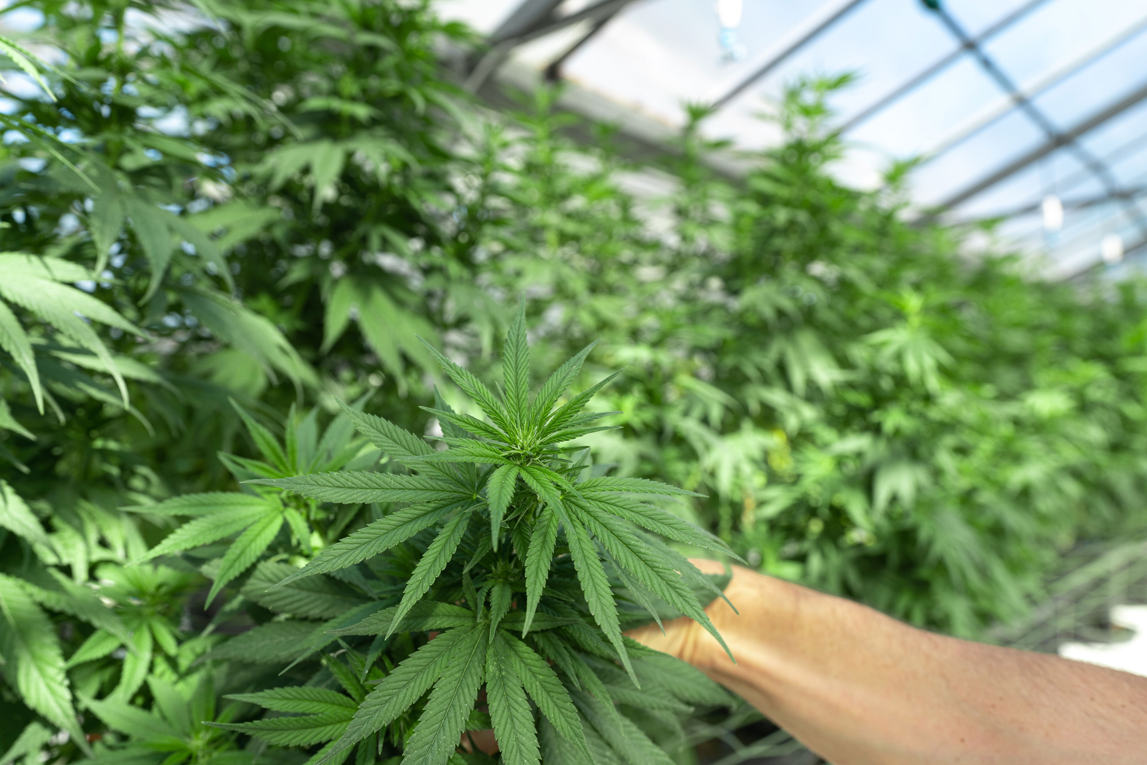 Hanfanbau im Gewächshaus – nachhaltiger Cannabisanbau in kontrollierter Umgebung Grüne Hanfpflanzen in einem lichtdurchfluteten Gewächshaus, eine Hand berührt vorsichtig die Blätter – Symbol für legalen und nachhaltigen Anbau.