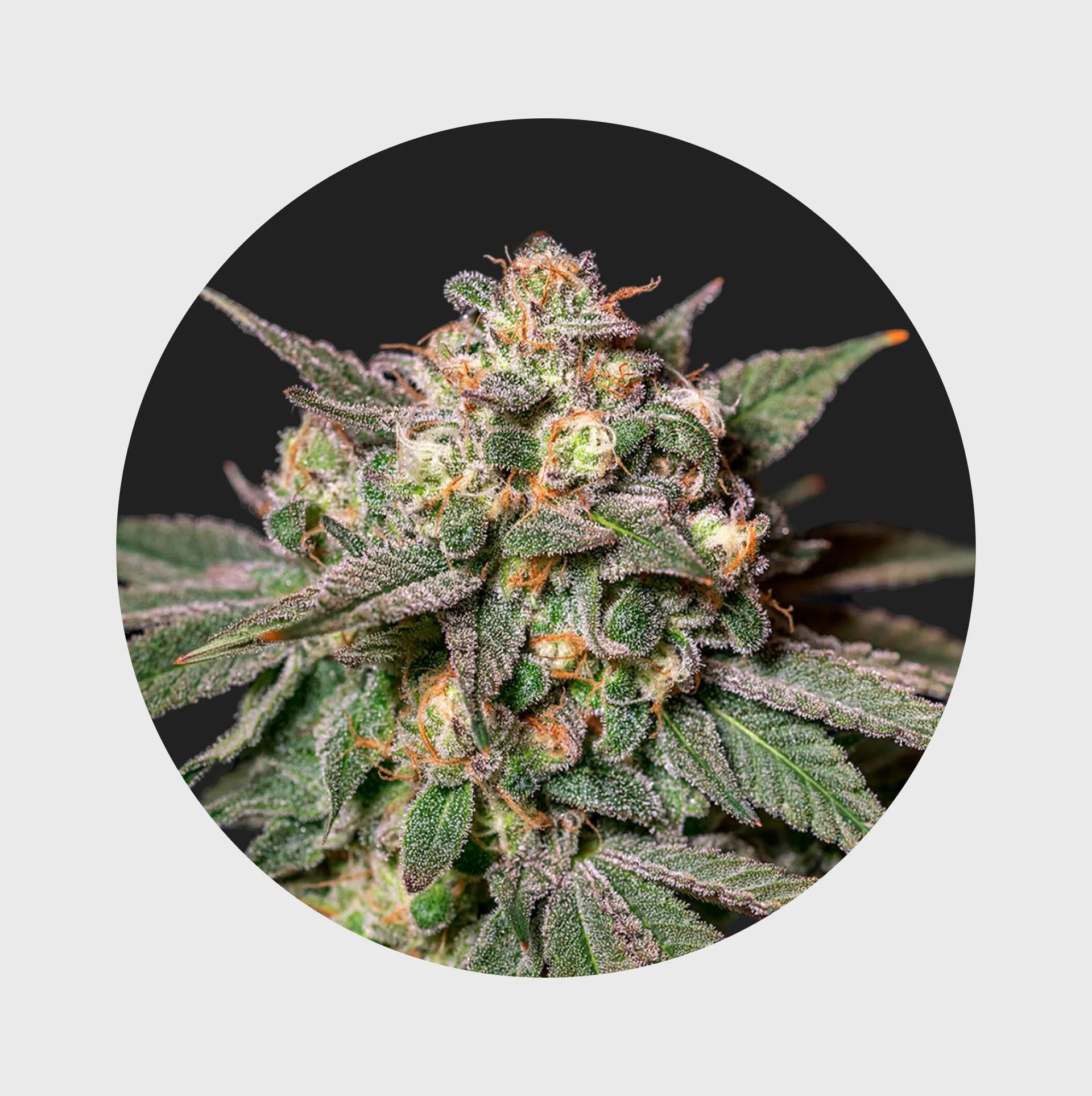 Cali Genetics Chocolate Mint Samen