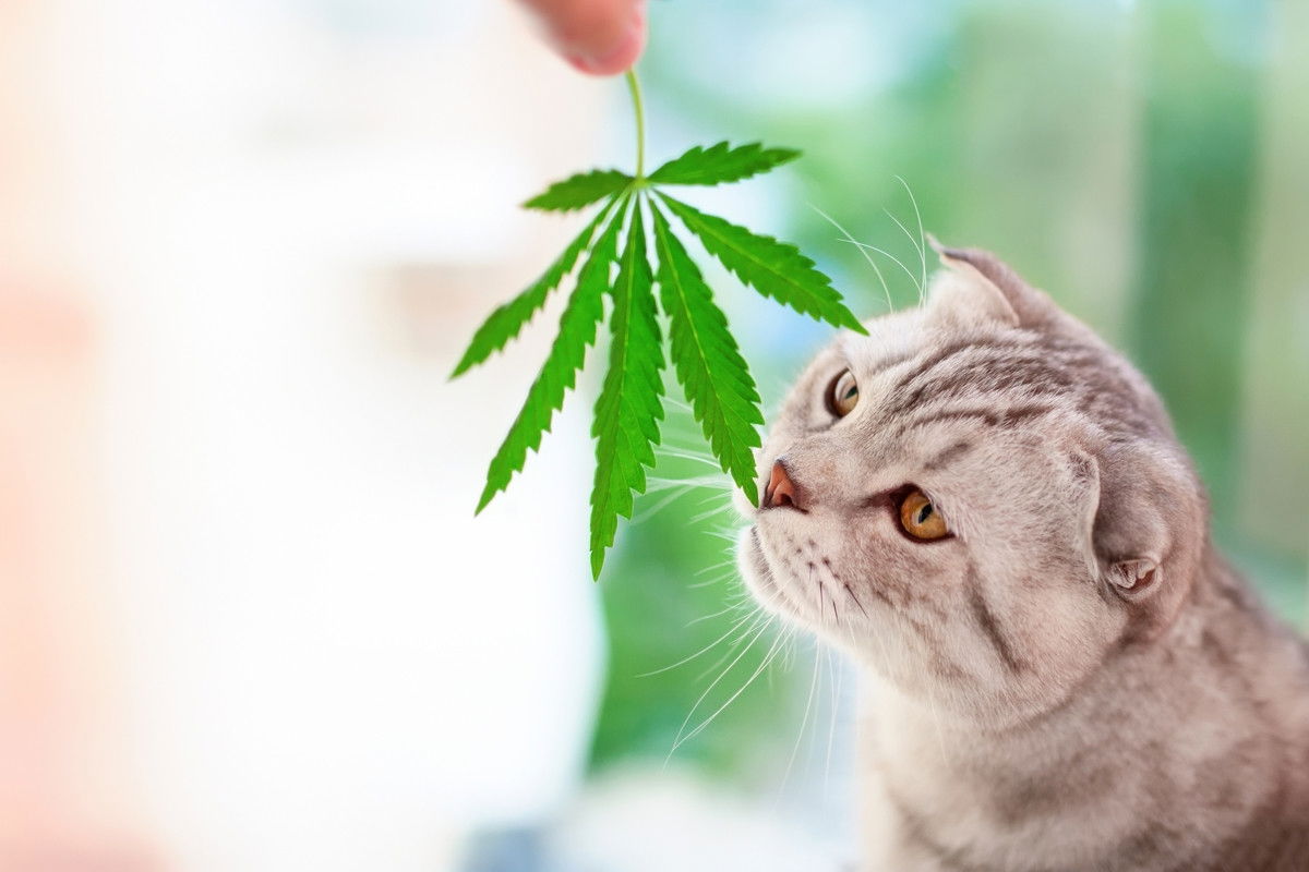 CBD für Katzen – sanfte Unterstützung bei Stress und Unruhe Graue Katze schnuppert an einem Hanfblatt in heller Umgebung