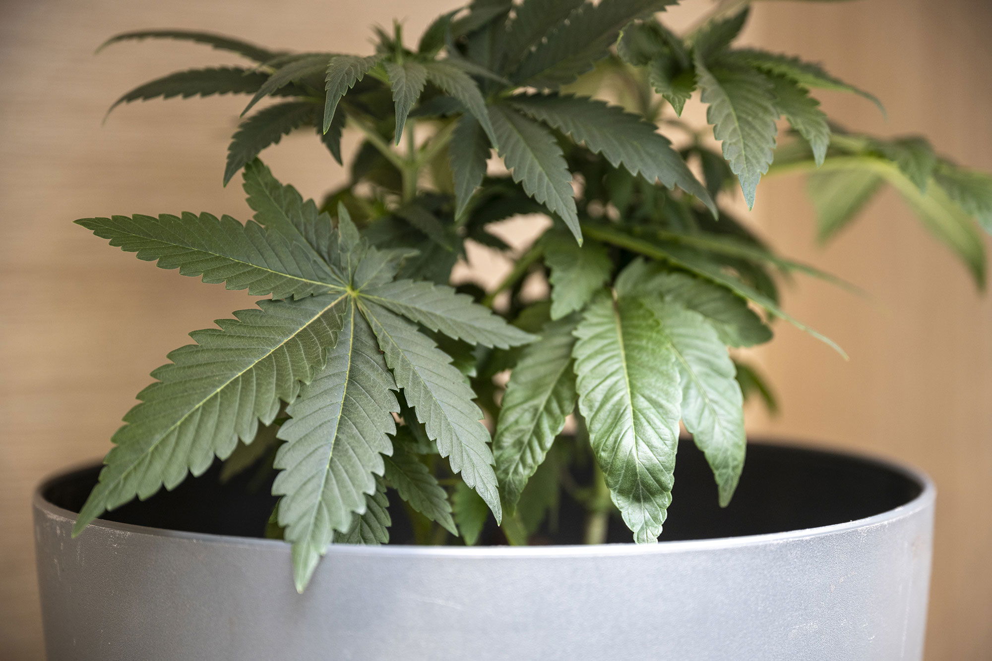 Cannabis erfolgreich Indoor anbauen Cannabis Anbau Indoor
