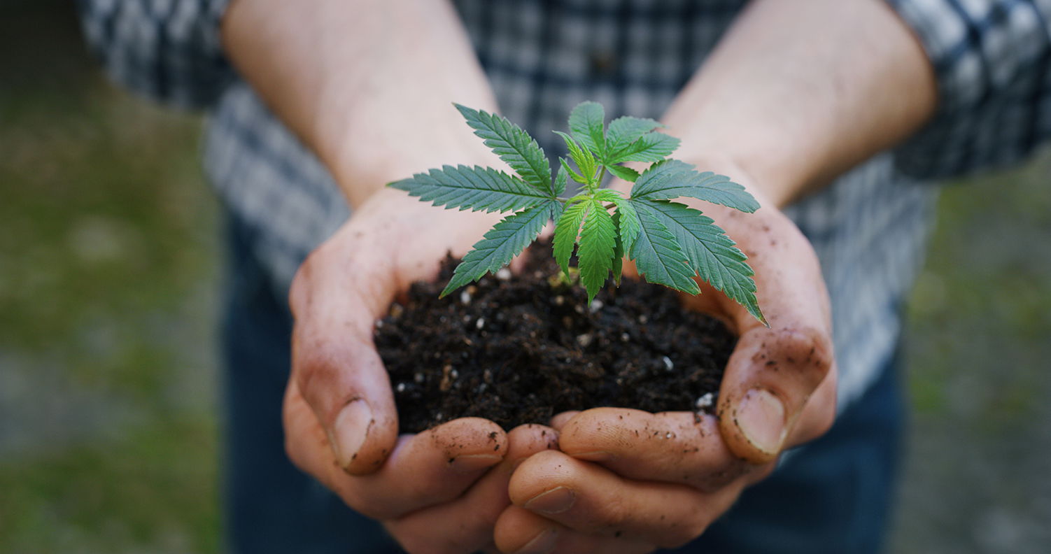 Zwei Hände halten eine junge Hanfpflanze mit Erde – Symbol für nachhaltigen CBD-Anbau bei Hanfosan
