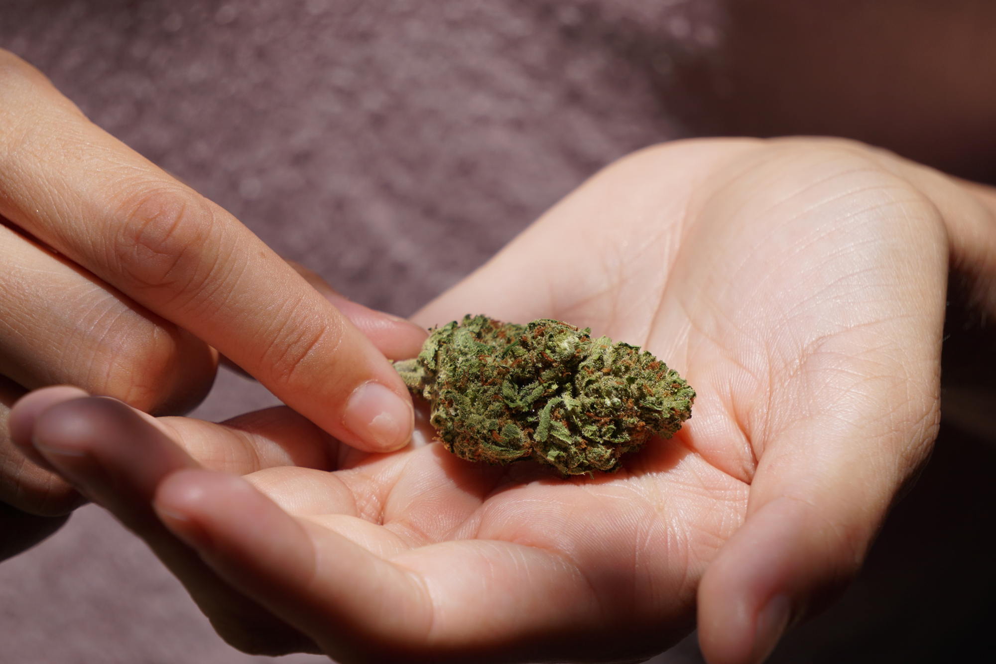 CBD-Blüten in der Hand – natürlich, legal und entspannend Hand hält eine CBD-Blüte, Nahaufnahme einer Hanfknospe mit sichtbaren Trichomen – Symbolbild für legales CBD-Gras