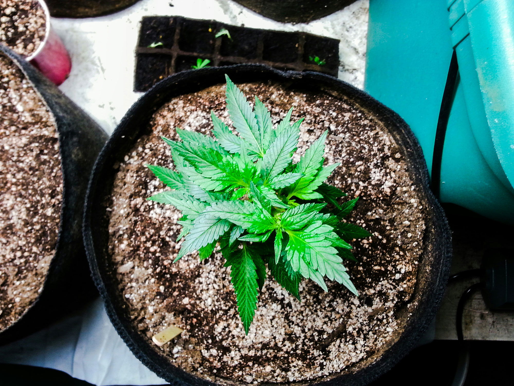 Informationen zur Wachstumsphase von Cannabis Cannabis Wachstumsphase