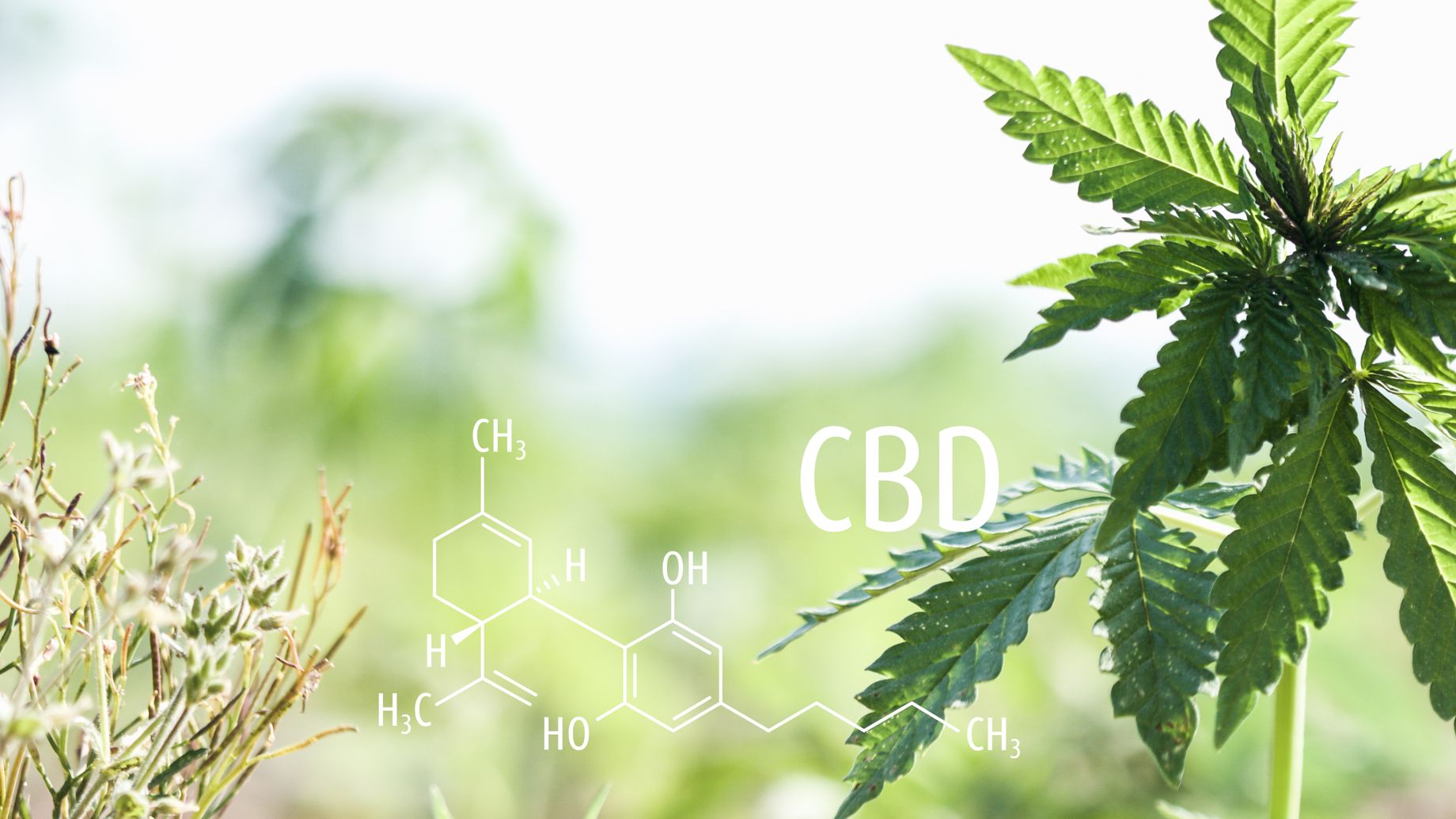 Studien über CBD Öl – Wirkmechanismen wissenschaftlich erklärt Hanfpflanze mit eingeblendeter CBD-Molekülstruktur im Sonnenlicht – Symbolbild für wissenschaftliche Studien und Cannabidiol-Forschung.