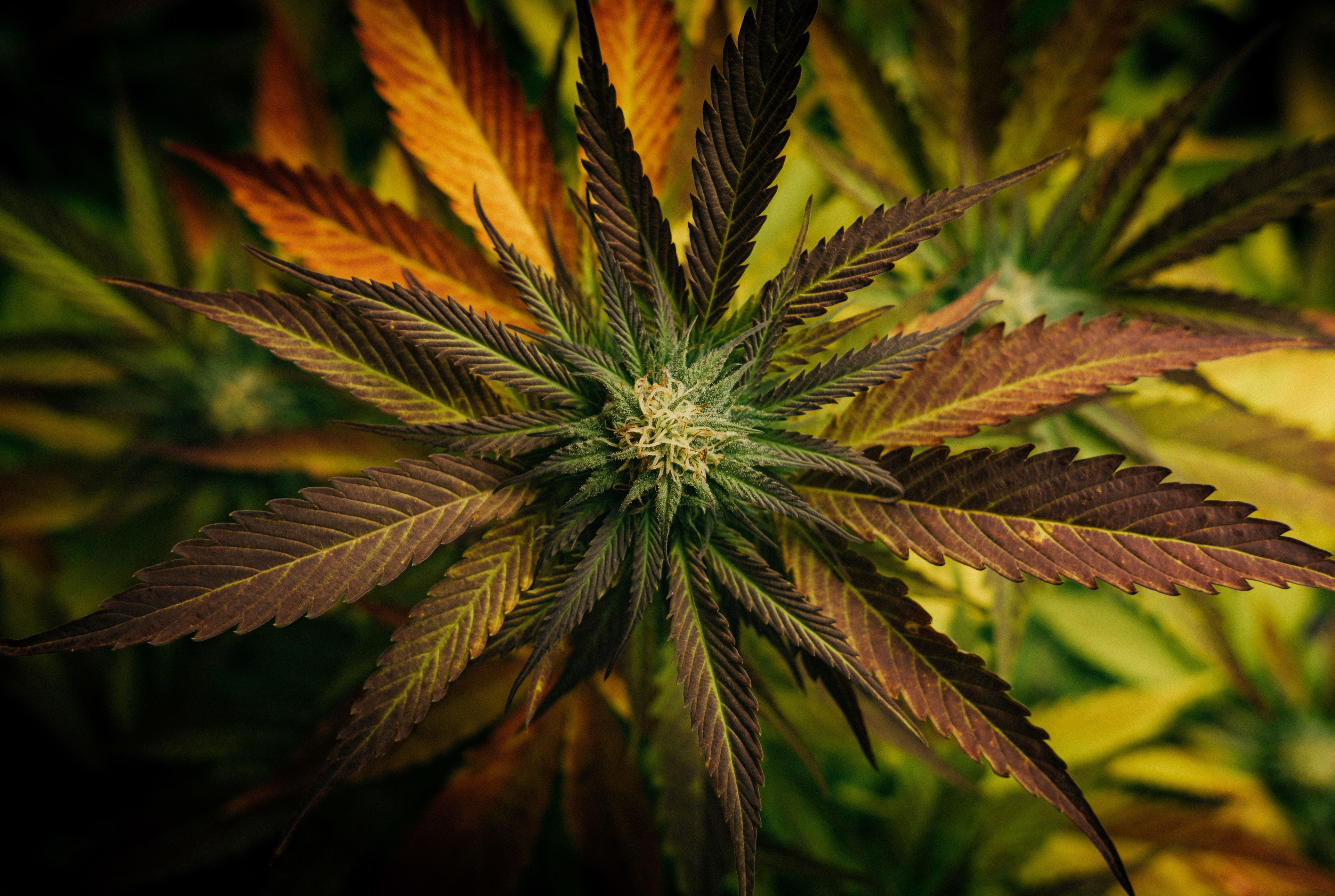 Phytocannabinoide in der Hanfpflanze – Ursprung der Wirkung Detailaufnahme einer Hanfpflanze mit rötlich-grünen Blättern und harzreicher Blüte – Symbolbild für die natürlichen Phytocannabinoide wie CBD.