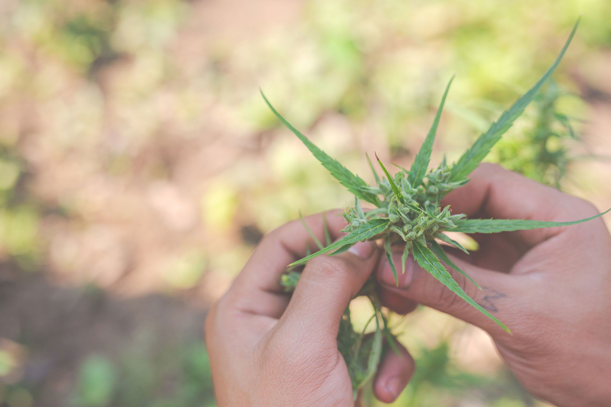 Cannabis Ernte Cannabis Ernte