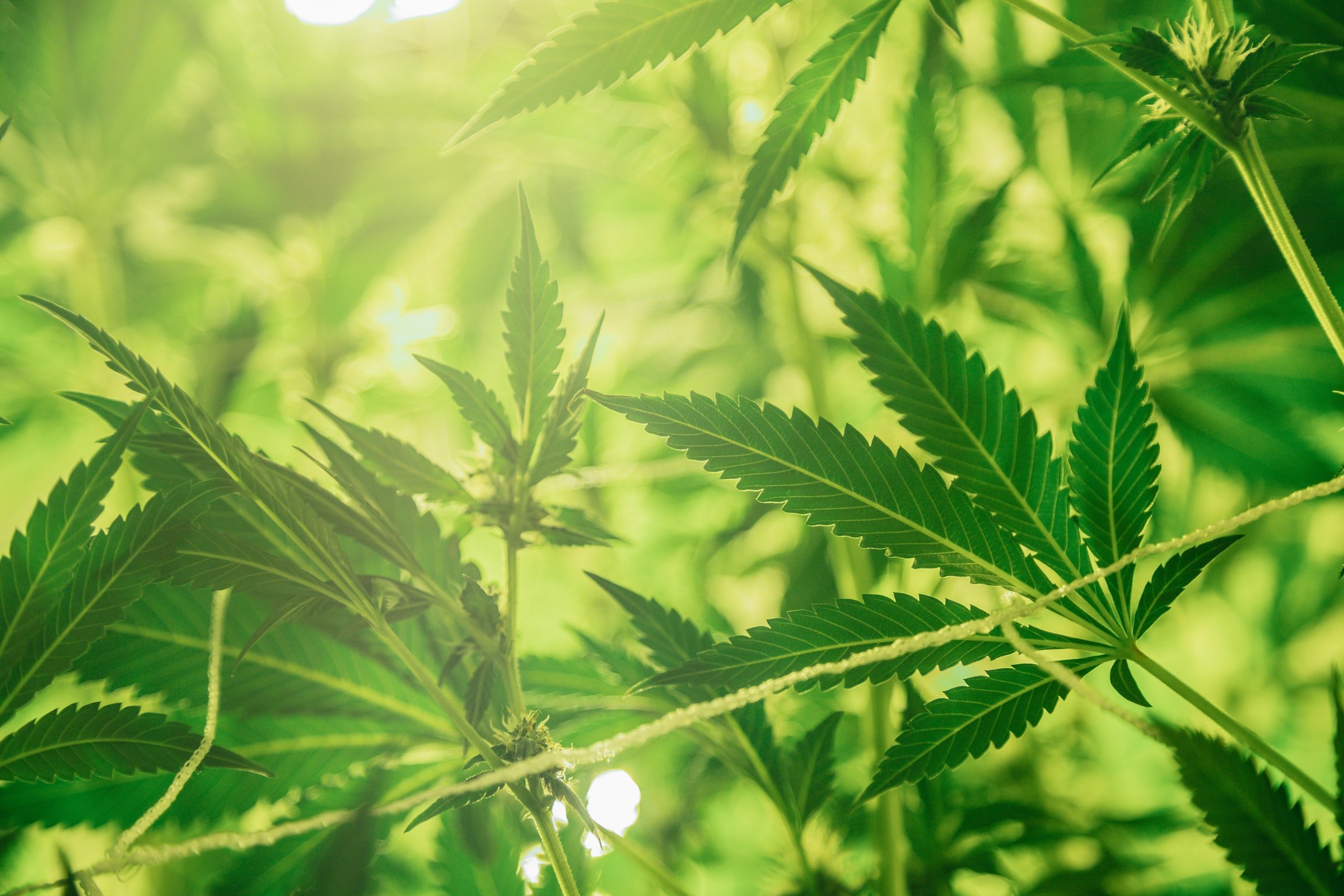 Hanf – botanisch betrachtet: Die Pflanze im natürlichen Licht Nahaufnahme grüner Hanfblätter in natürlichem Licht, die Struktur der Blätter ist deutlich sichtbar – symbolisiert Natur, Botanik und pflanzliche Wirkstoffe.