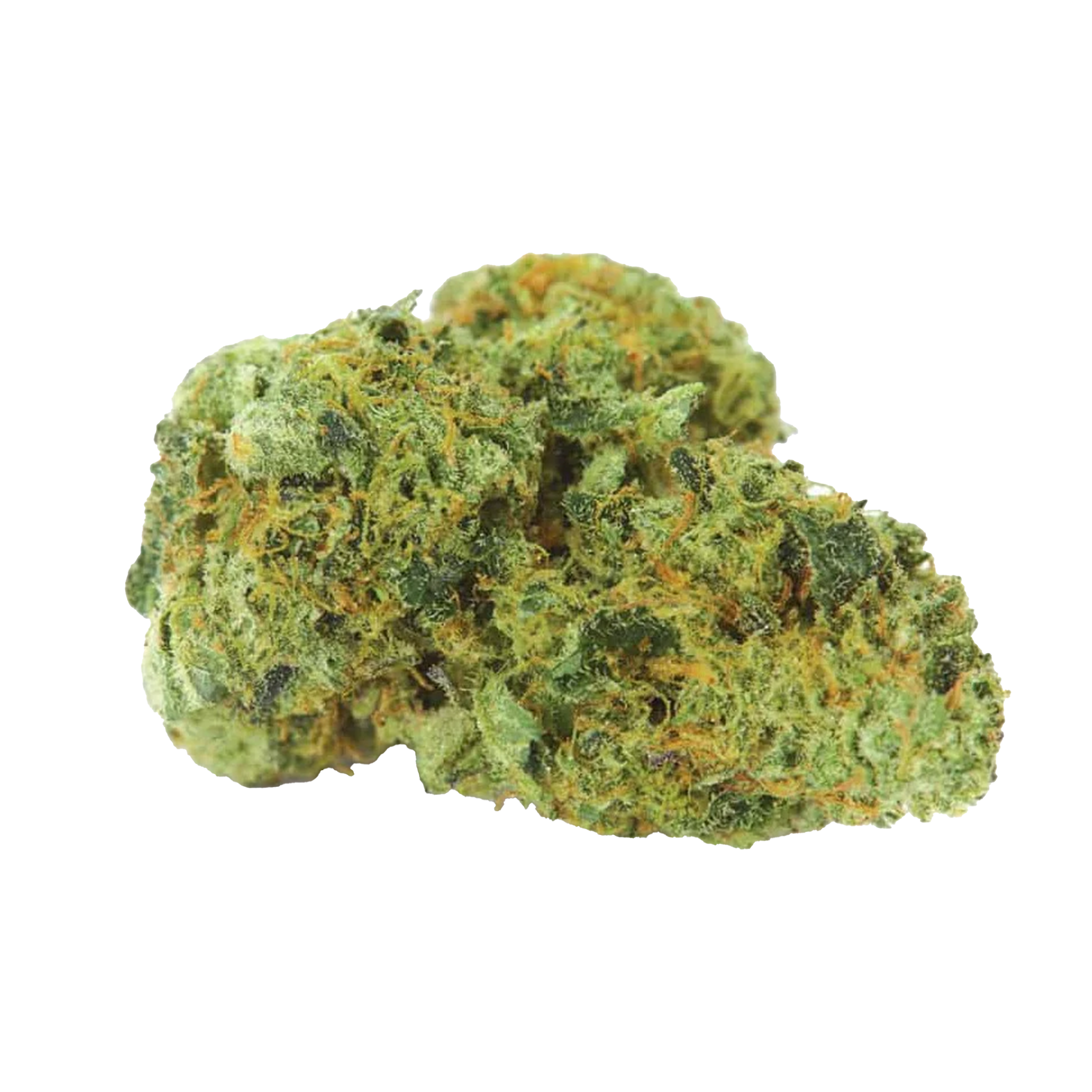 Northern Light Cannabis Samen Premium THC 24% Produktbild 1