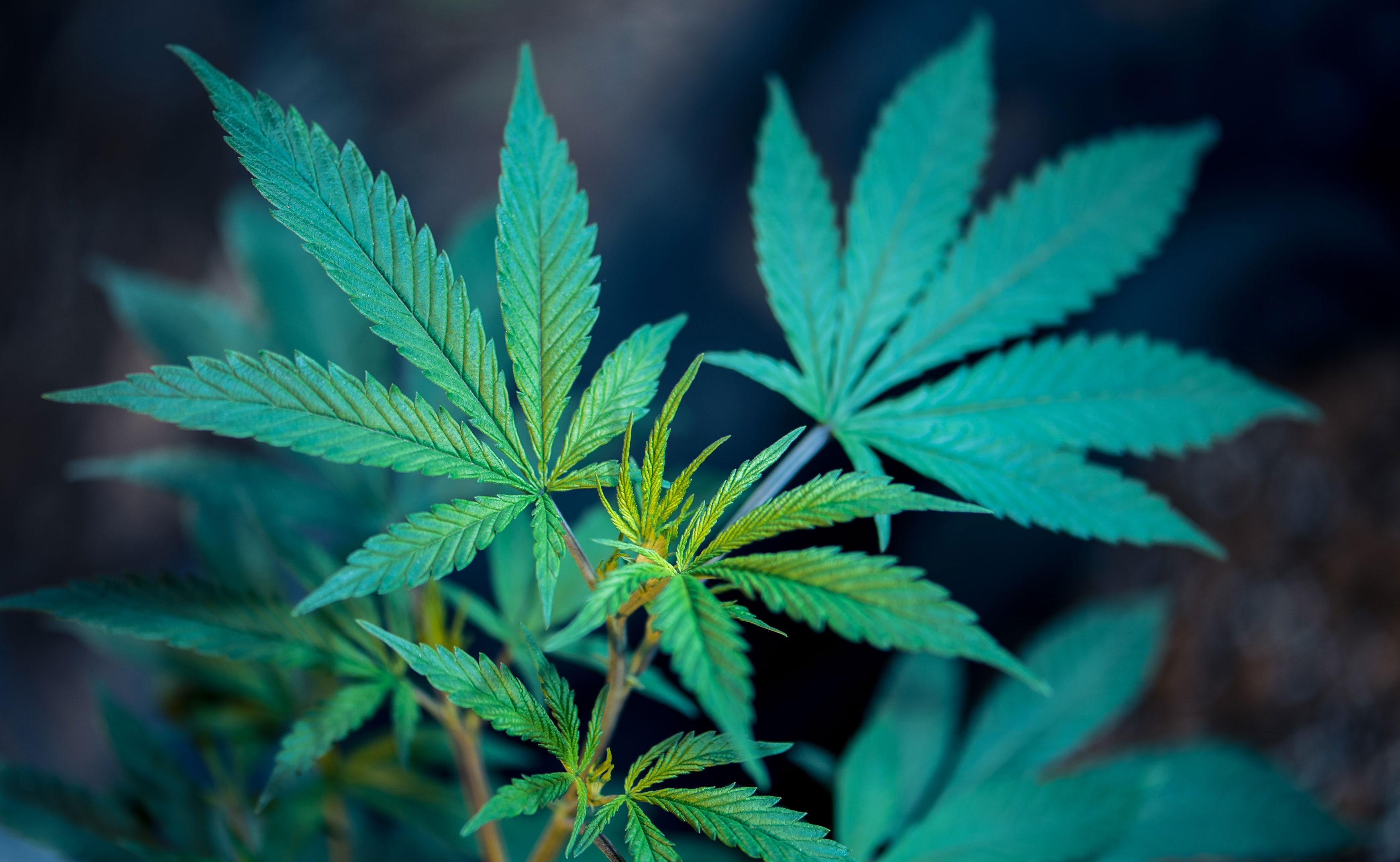 Detailaufnahme einer Cannabis-Pflanze mit grünen Blättern – Symbolbild für die Debatte rund um die Legalisierung von Cannabis in Deutschland