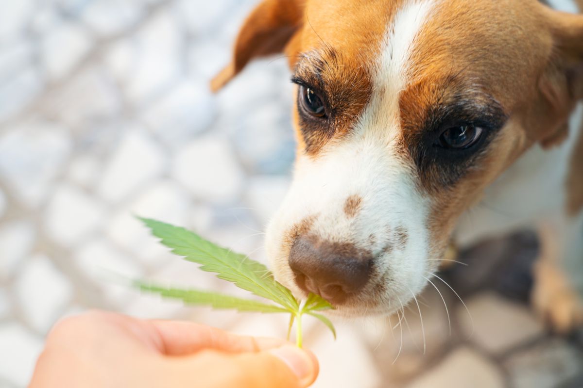 CBD für Hunde – sanfte Unterstützung für Vierbeiner Hund schnuppert neugierig an einem Hanfblatt – Symbolbild für die Anwendung von CBD bei Hunden