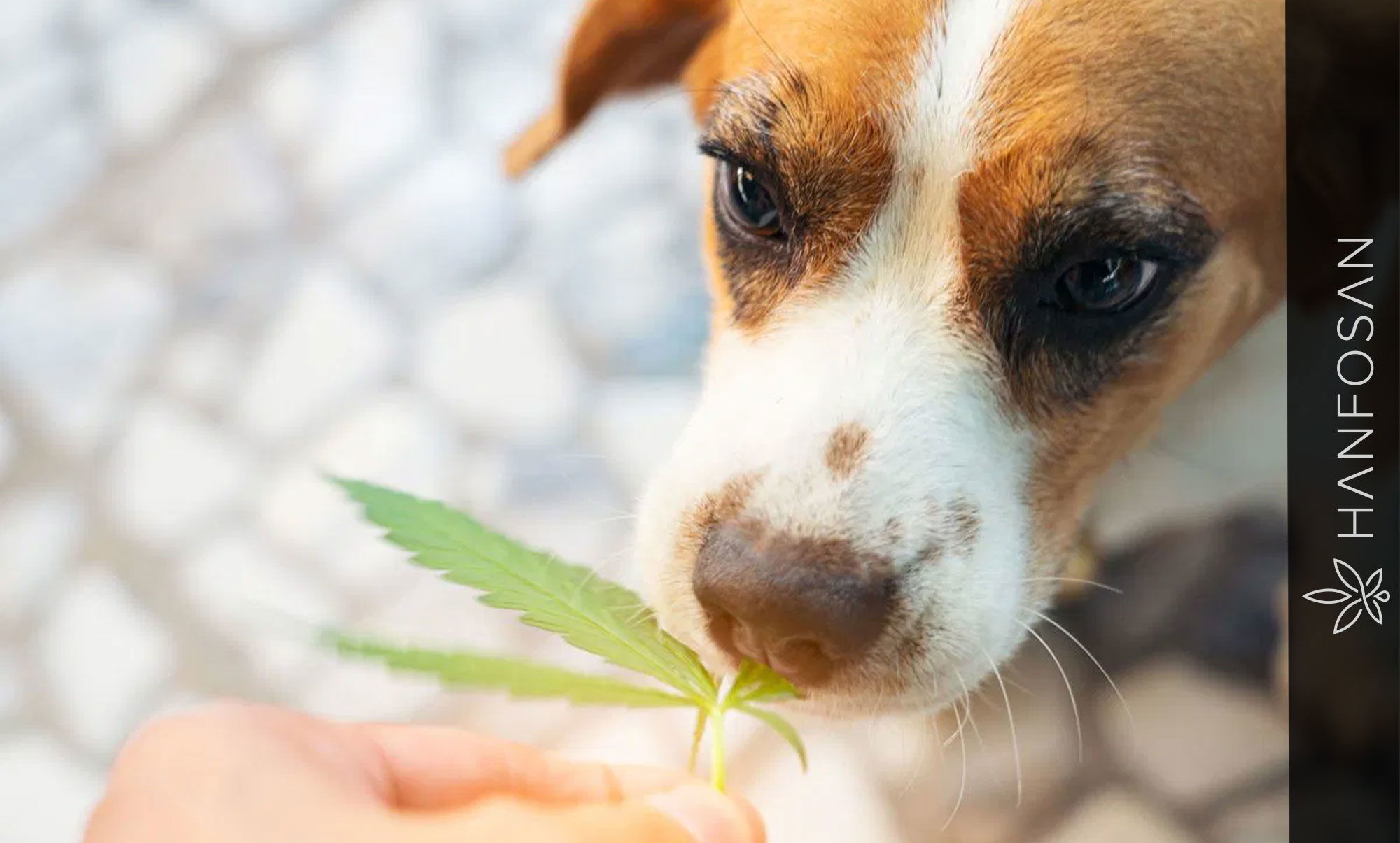 CBD für Hunde – sanfte Unterstützung für Vierbeiner Hund schnuppert neugierig an einem Hanfblatt – Symbolbild für die Anwendung von CBD bei Hunden