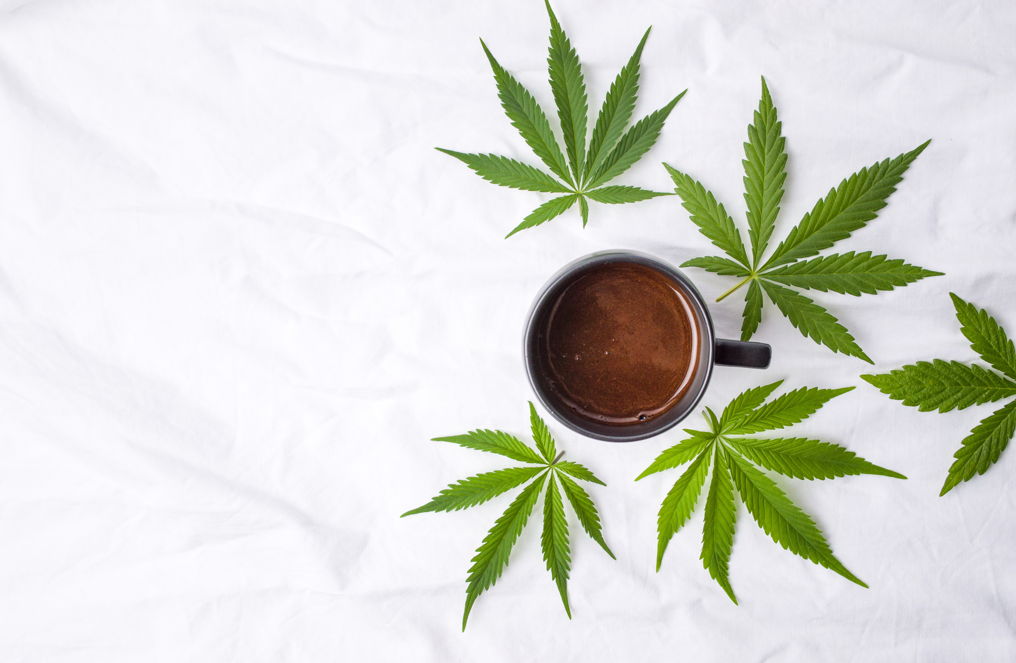 CBD-Kaffee – entspannter Start in den Tag mit belebender Balance Tasse Kaffee auf weißem Hintergrund, umgeben von mehreren Hanfblättern – Symbolbild für CBD-haltige Kaffeespezialitäten