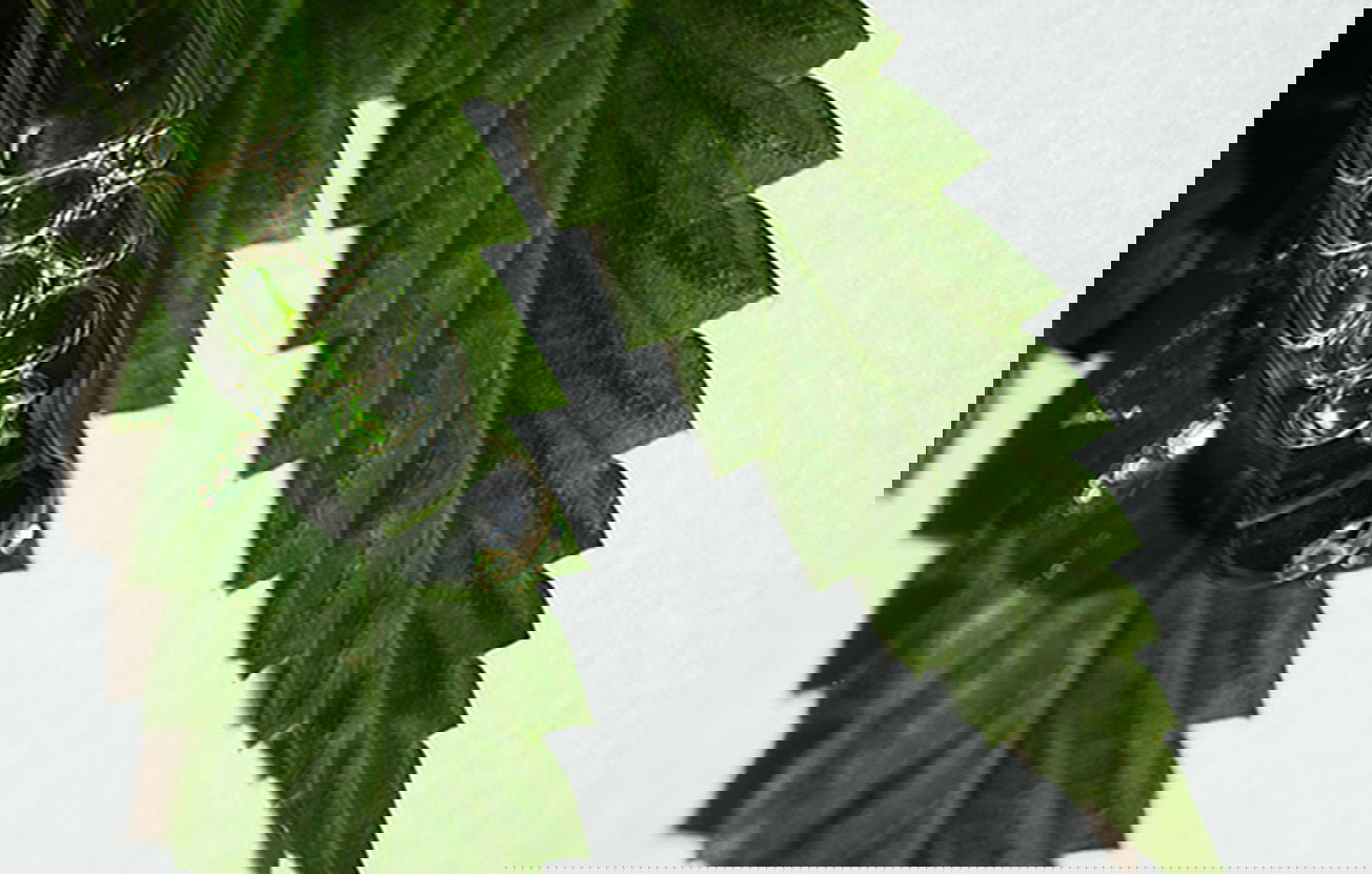 Hanf und CBD – die natürliche Grundlage unserer Produkte Grünes Hanfblatt mit Glaspipette und CBD-Öl auf weißem Hintergrund