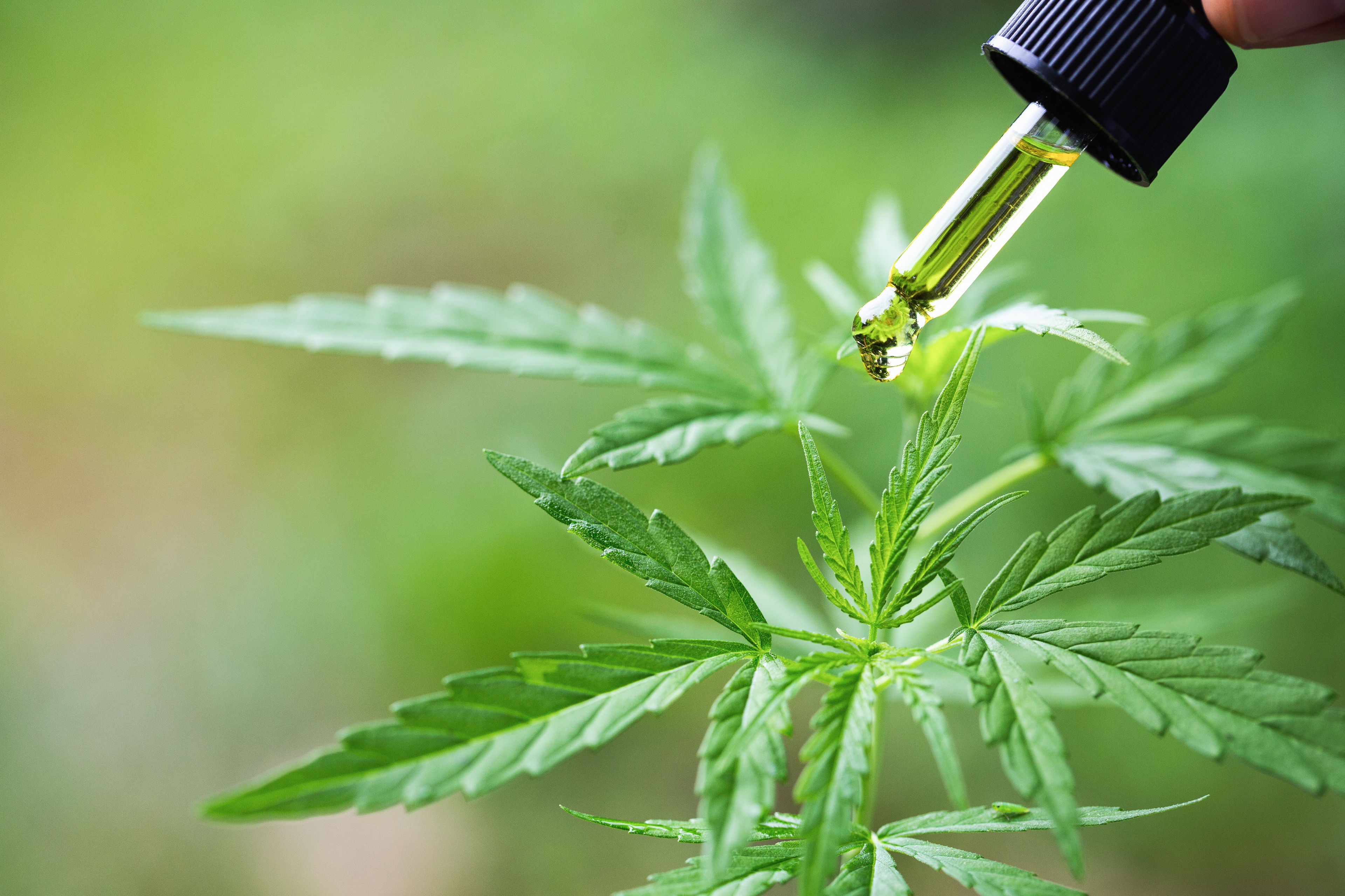 CBD-Öl Tropfen über einer frischen Hanfpflanze im Vergleich Pipette mit CBD-Öl über einer jungen Hanfpflanze – Darstellung unterschiedlicher Konzentrationen