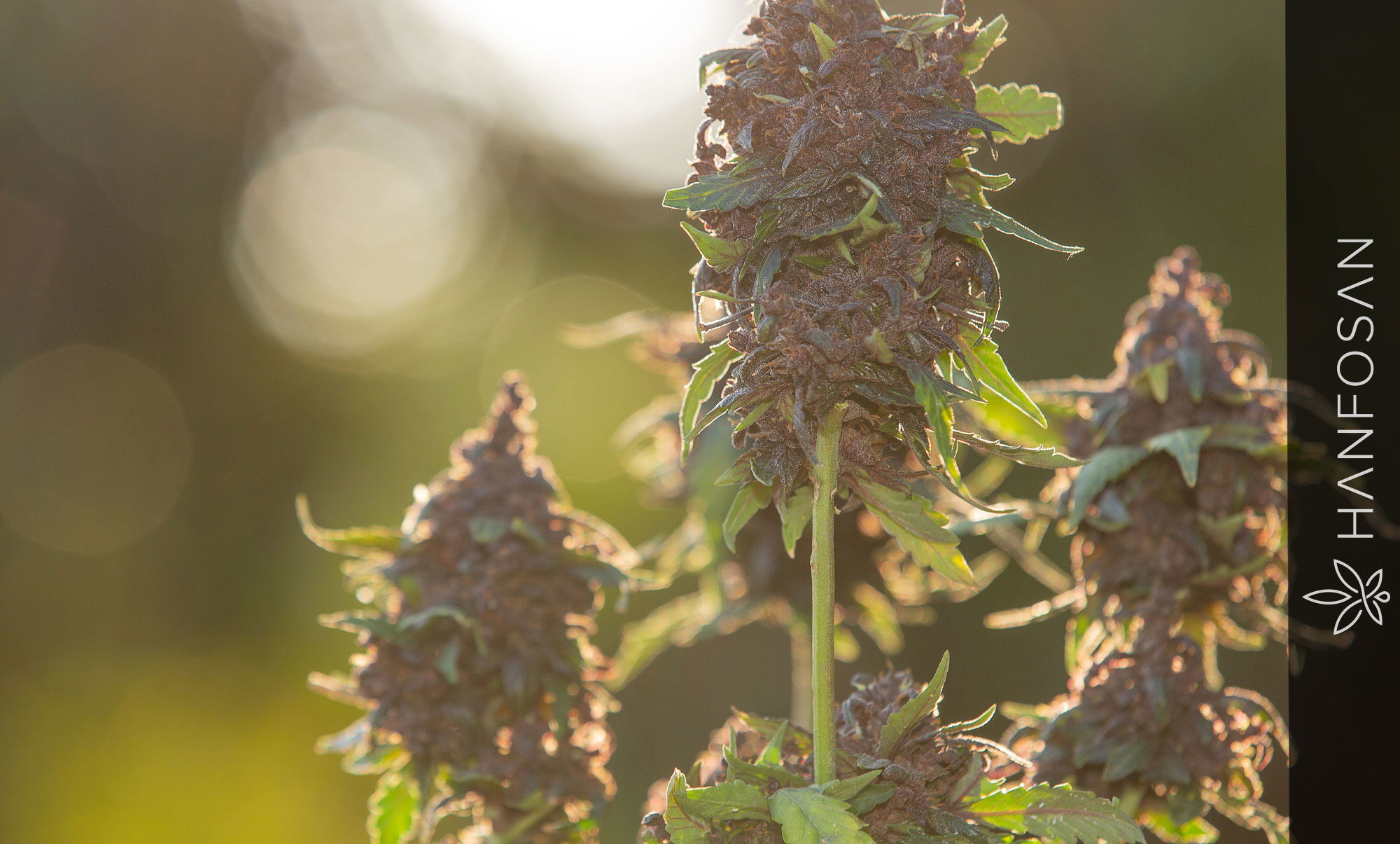 Cannabis trocknen – Dauer, Temperatur, Methoden & Fehler vermeiden