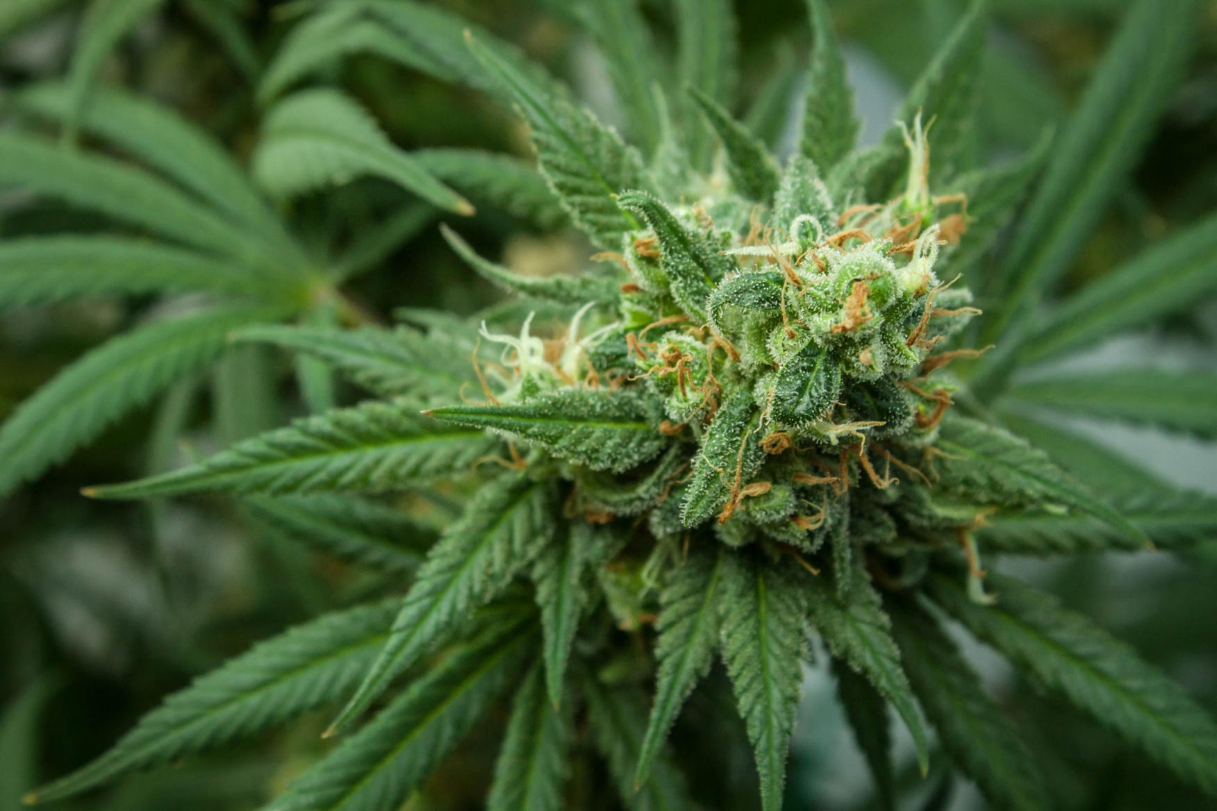 Die Kraft der Terpene – CBD-Blüte in Nahaufnahme Makroaufnahme einer harzigen CBD-Hanfpflanze mit sichtbaren Trichomen und orangen Blütenstempeln