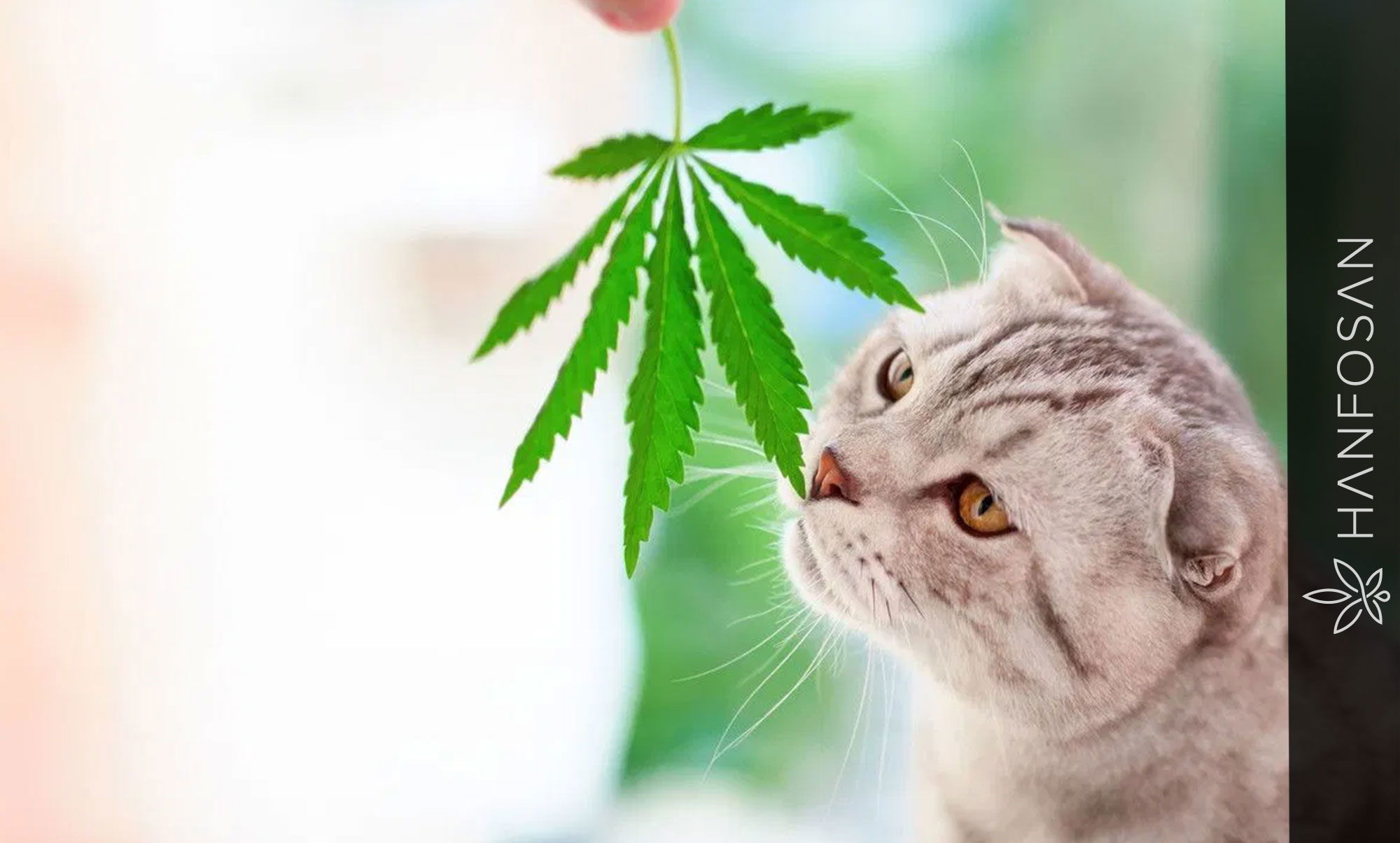 CBD Produkte für Katzen CBD Öl für Katzen