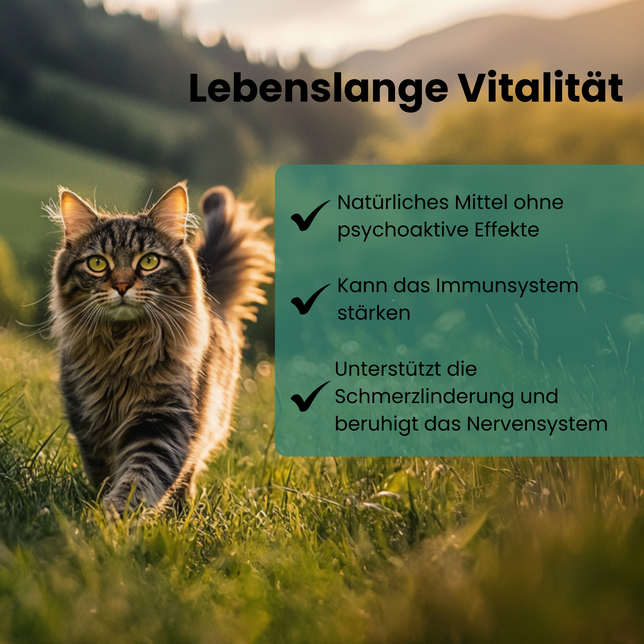 CBD Premium Öl für Katzen 5 % · 10 ml Produktbild 6