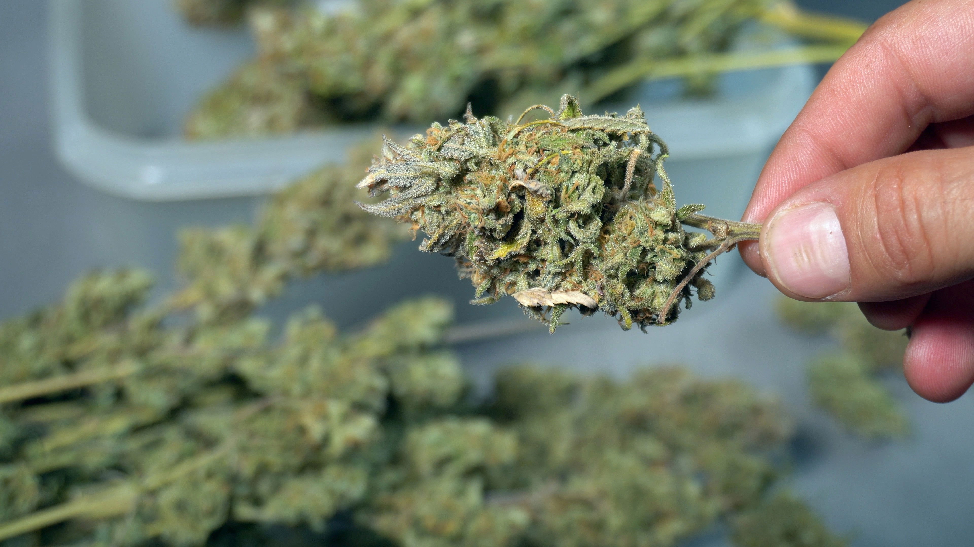 Getrocknete Cannabisknospe in der Hand – Fokus auf HHC-Wirkstoff Hand hält eine HHC-reiche, getrocknete Hanfblüte über einem Tisch mit weiteren Cannabisblüten