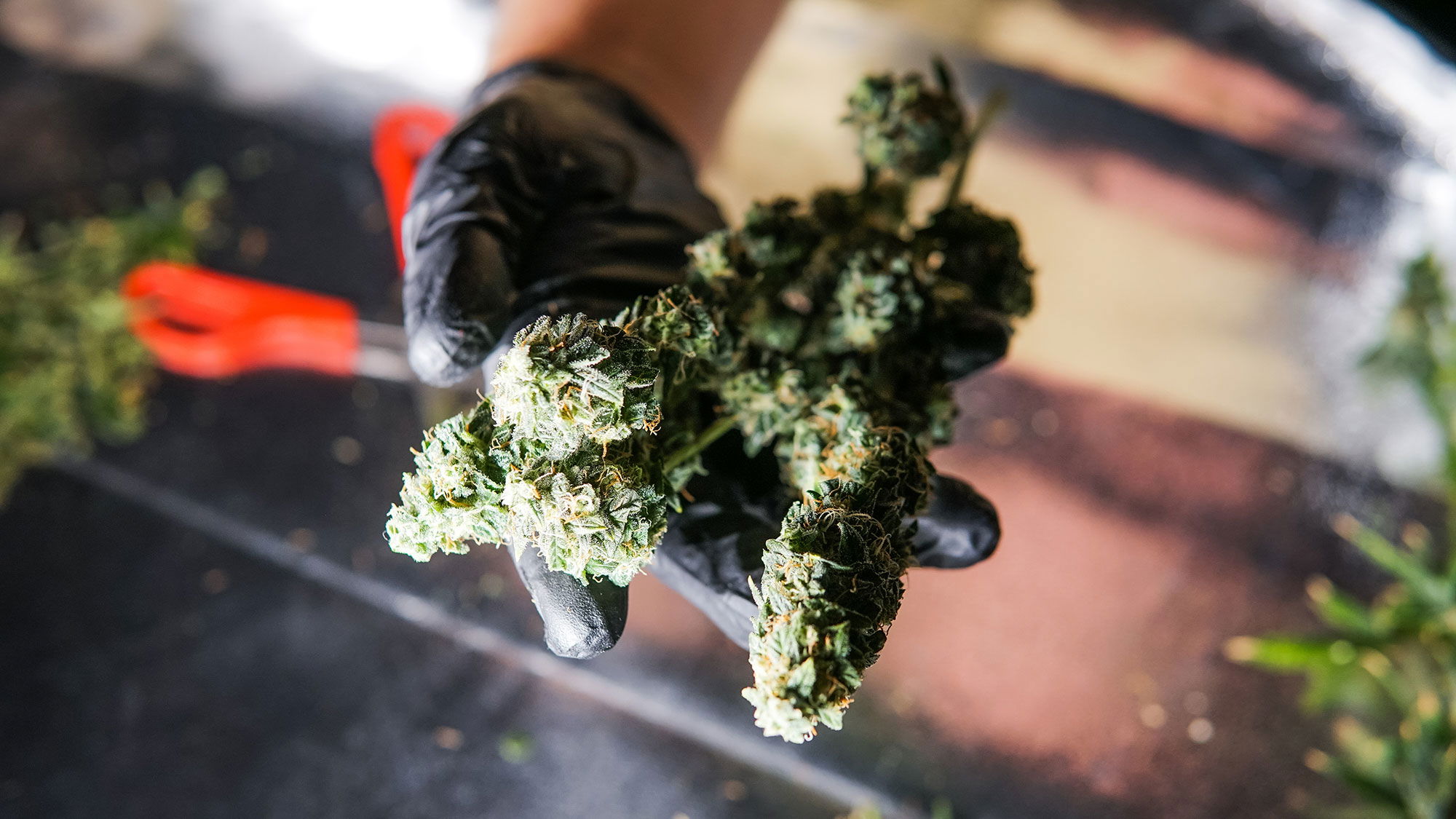 Cannabis ernte