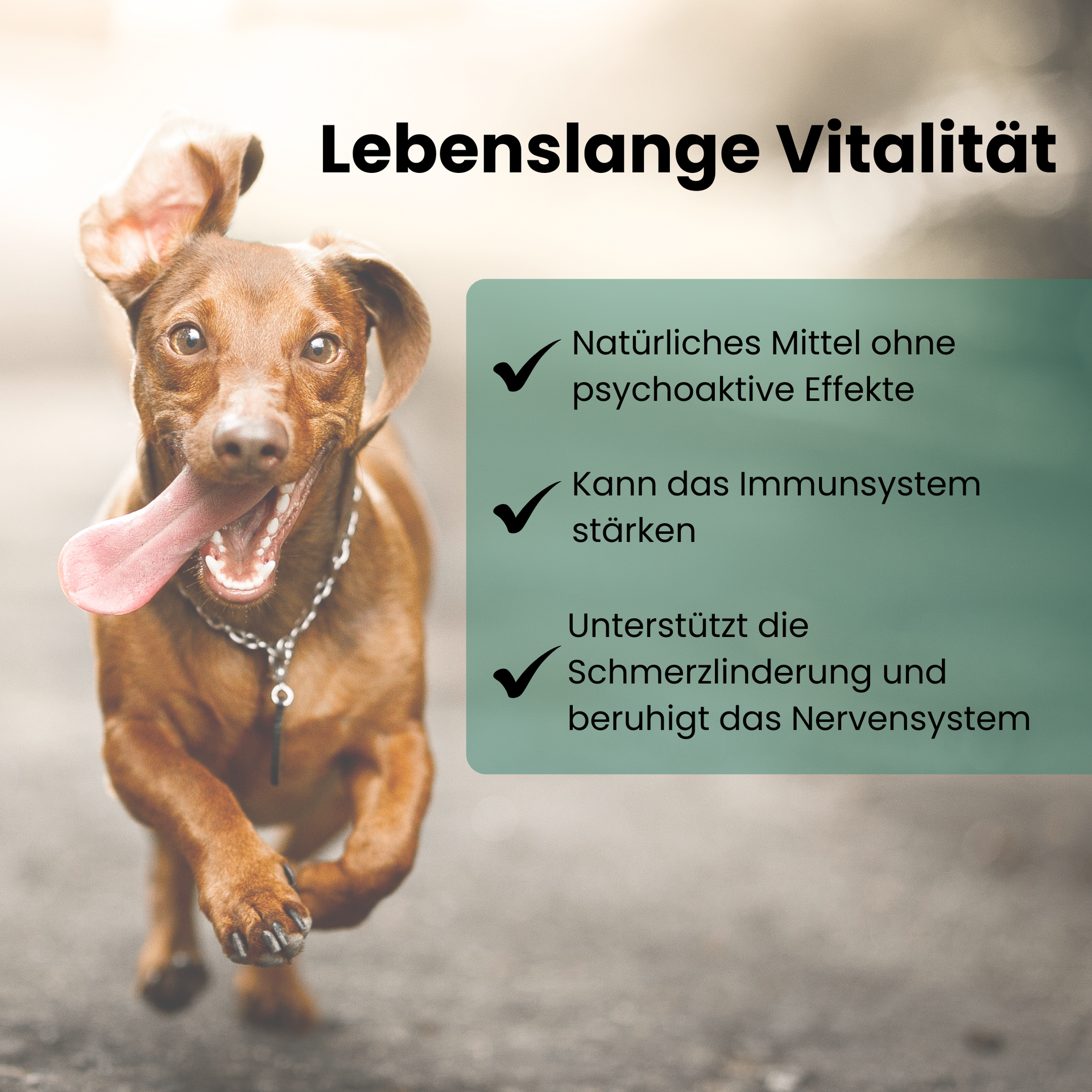 CBD Öl Hunde 20 Prozent Hanfosan