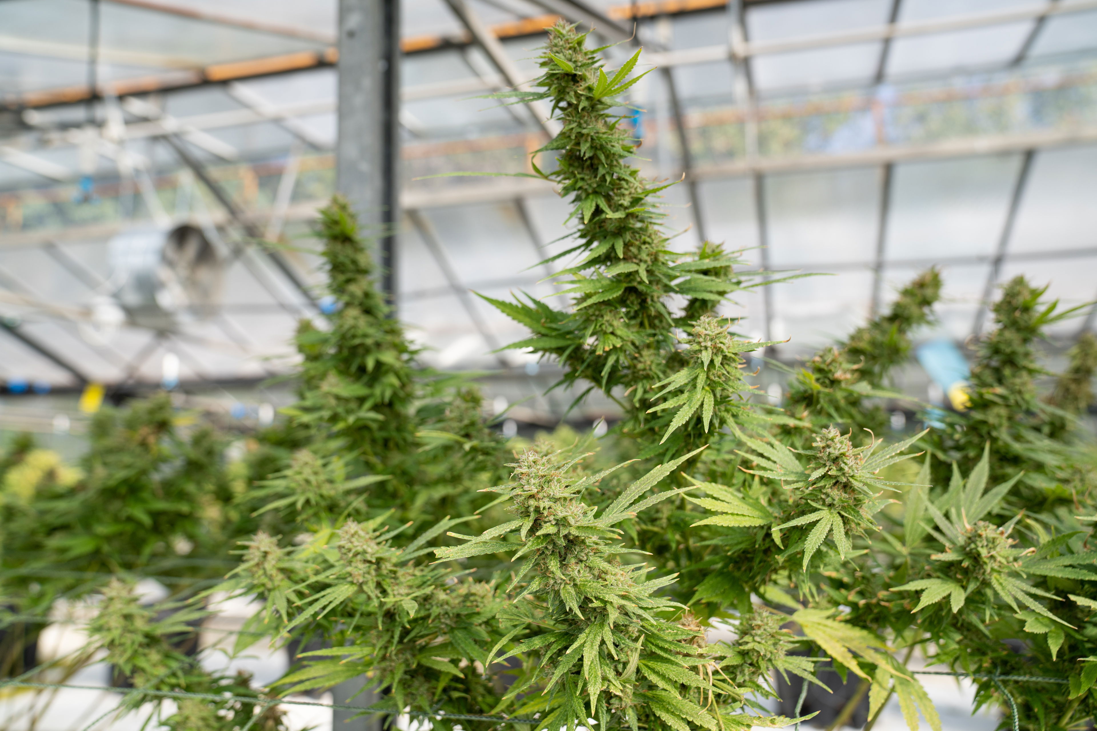 Cannabispflanzen im Gewächshaus – Symbolbild für die Legalisierung in Deutschland 2022 Mehrere blühende Cannabispflanzen in einem modernen Gewächshaus, Fokus auf die dichten Blütenstände – Sinnbild für kontrollierten Anbau.