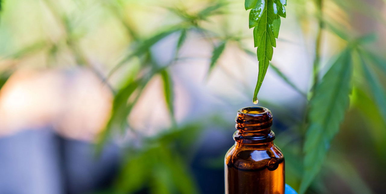 Natürlich wirksam: CBD-Öl aus der Hanfpflanze Braune Glasflasche mit CBD-Öl unter einem Hanfblatt, von dem ein Tropfen ins Fläschchen fällt – Symbol für natürliche CBD-Gewinnung.