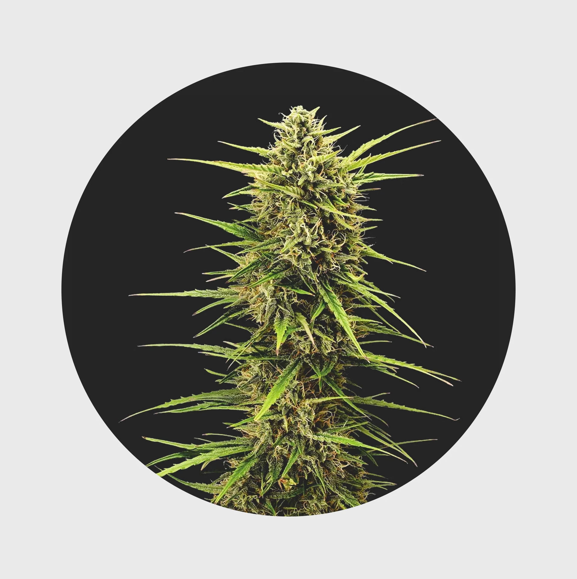 Cannabis Cali Genetics Rainbow Apples