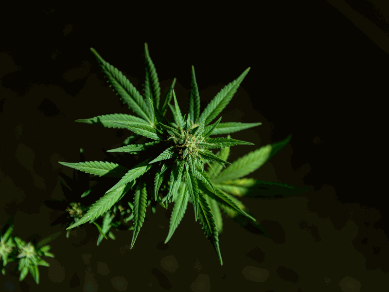 Flavonoide in der Hanfpflanze – kleine Pflanzenstoffe mit großer Wirkung Makroaufnahme einer blühenden Hanfpflanze auf dunklem Hintergrund – Fokus auf die grünen Blätter und die Pflanzenspitze