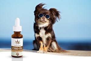 CBD Öl für Hunde 3% in bester Qualität · Hanfosan