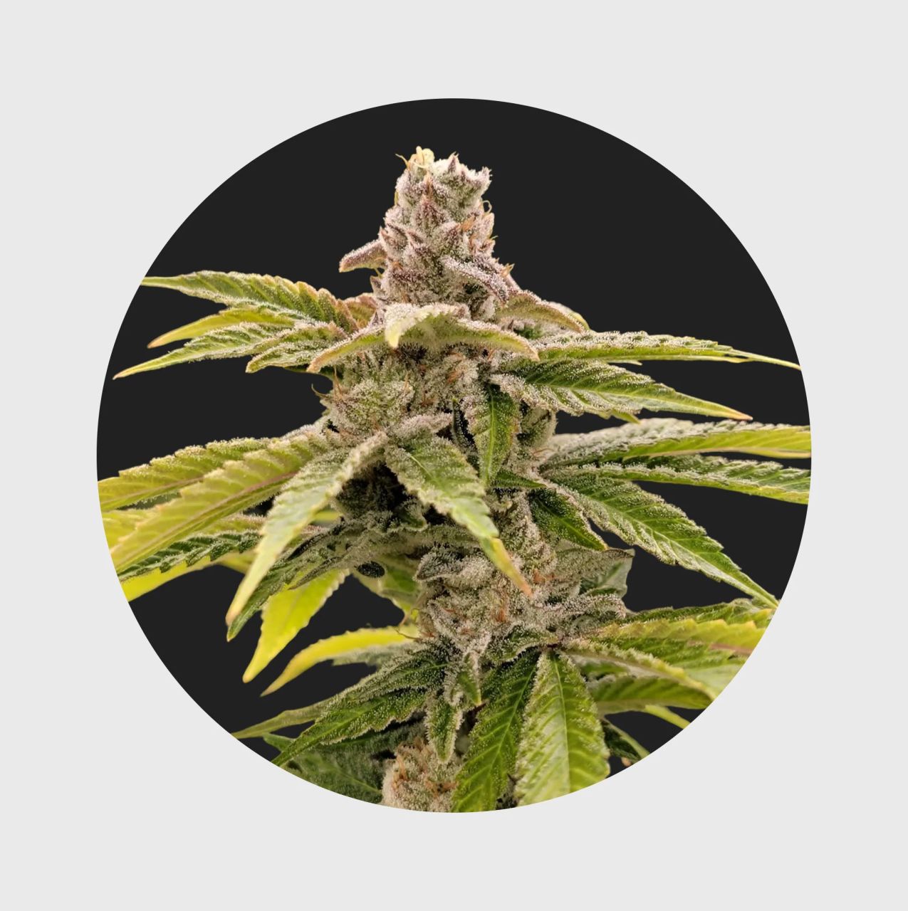 Cali Genetics Strawberry Guava 33% THC | Hanfosan.de