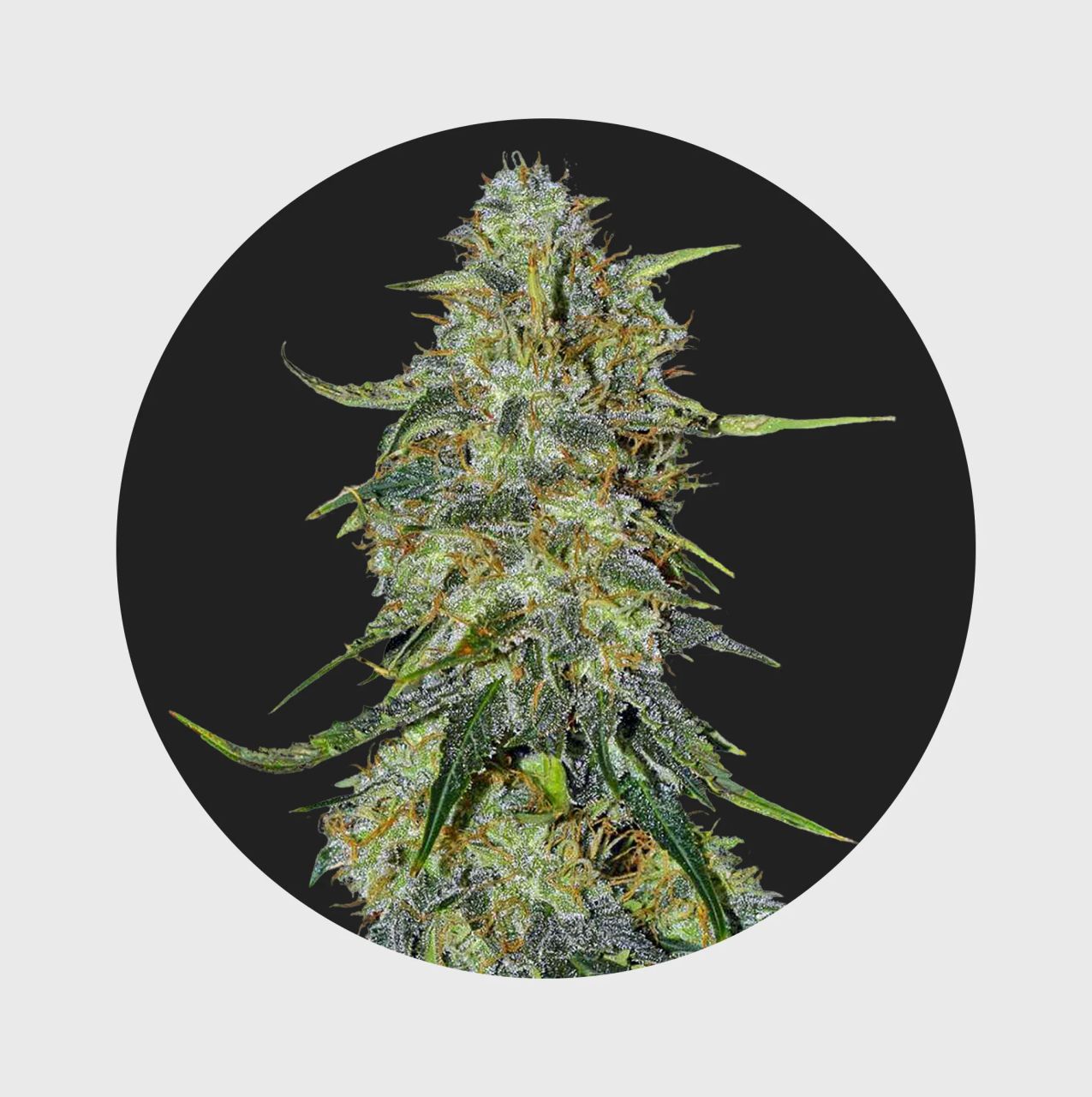 Amsterdams Finest Northern Lights 22% THC - auto flowering Image 1