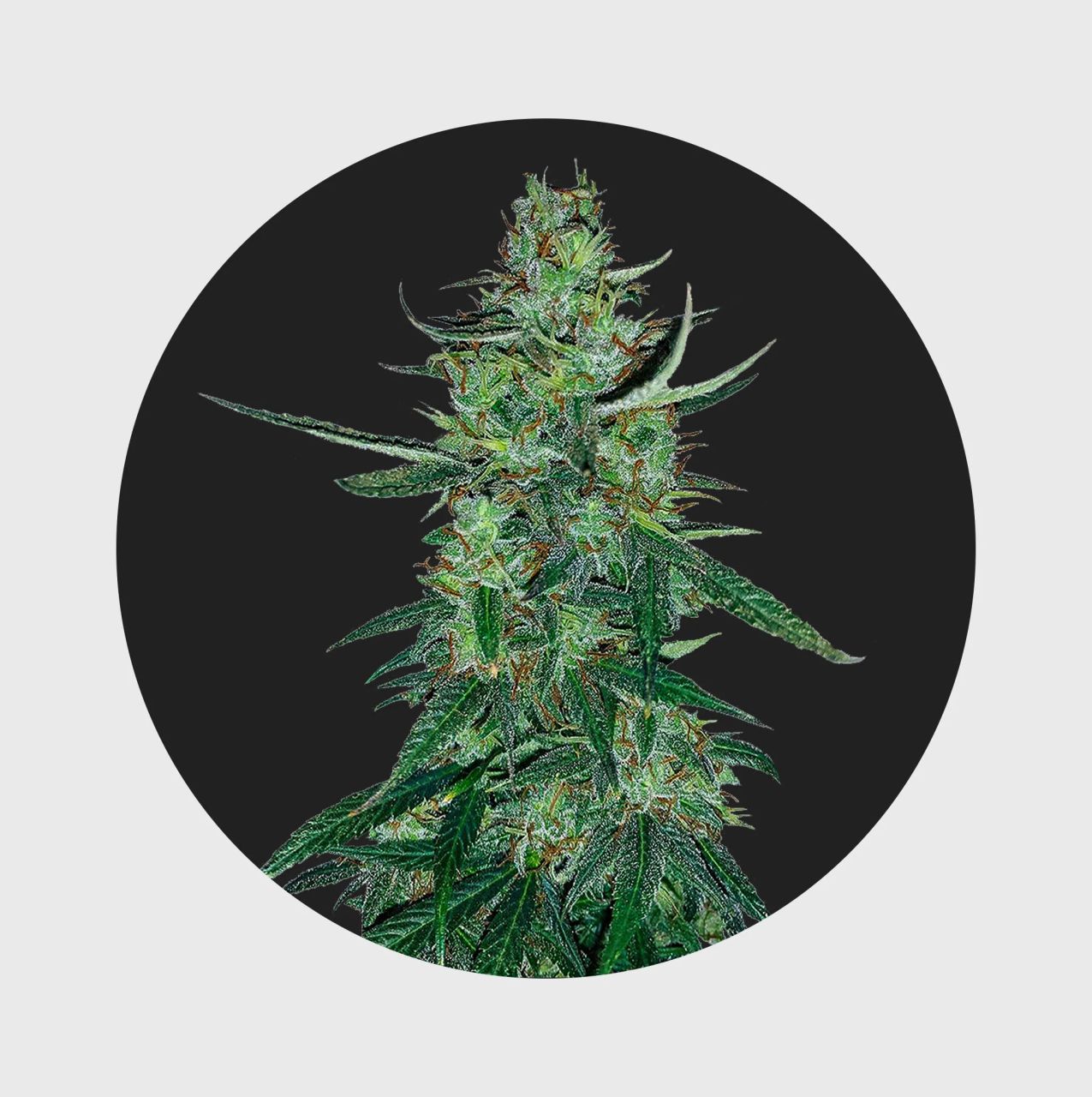 Amsterdams Finest White Widow 22,5% THC - auto flowering | Hanfosan.de