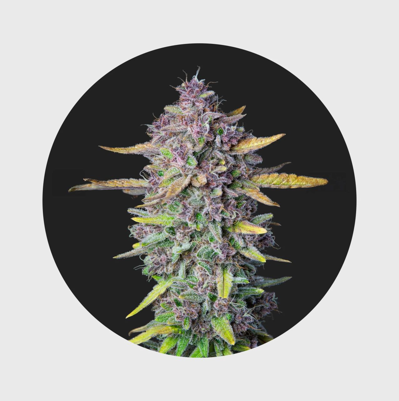 Cali Genetics Purple Milkshake 32,6% THC | Hanfosan.de