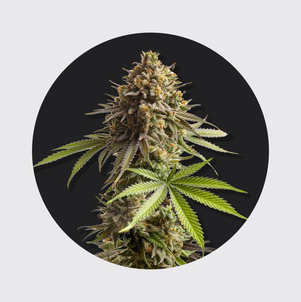 Cali Genetics Sour Diesel 24% THC - auto flowering | Hanfosan.de