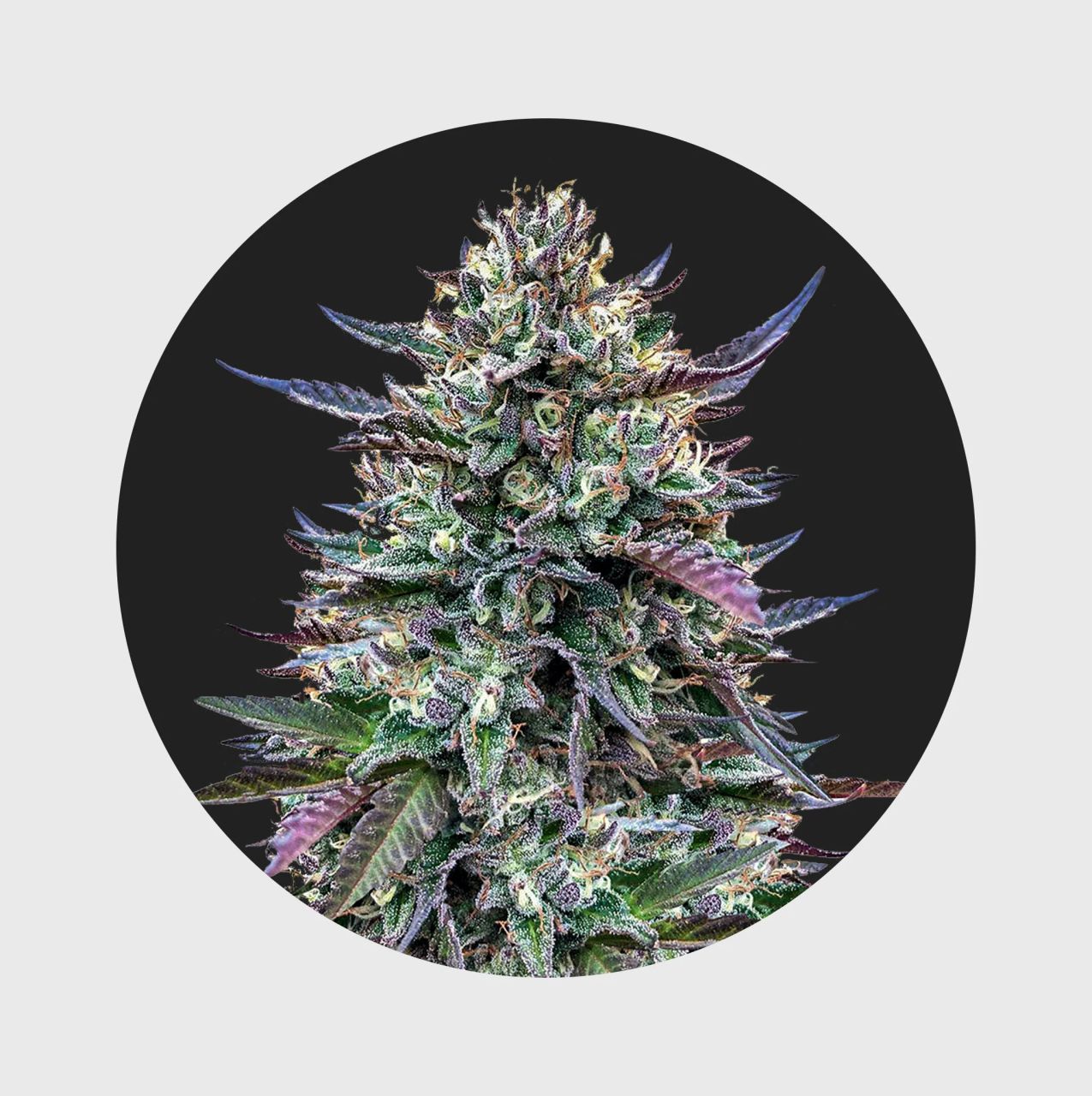 Cali Genetics Seeds Pinky420 32% THC - auto flowering | Hanfosan.de