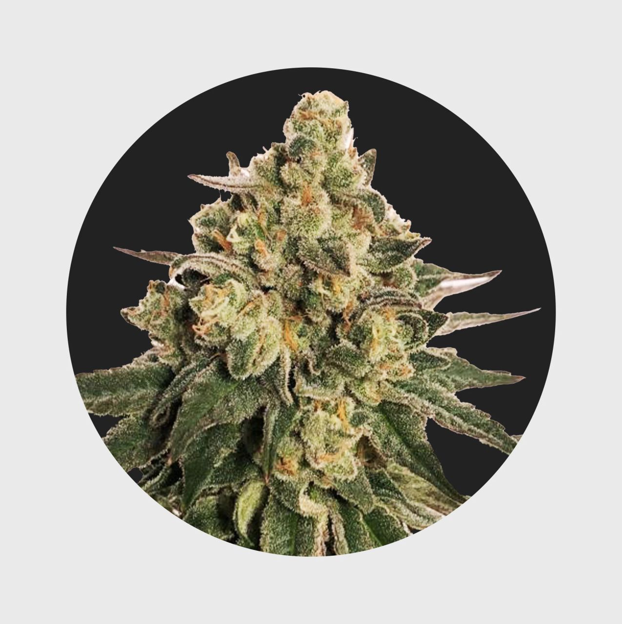 Cali Genetics MAC 20% THC - auto flowering Image 1