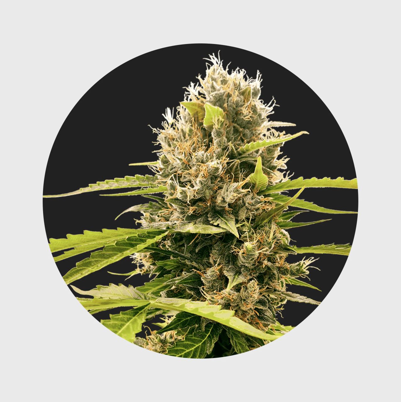 Legendary Cali Genetics Seeds Cream Mandarine 18% THC - auto flowering Image 1