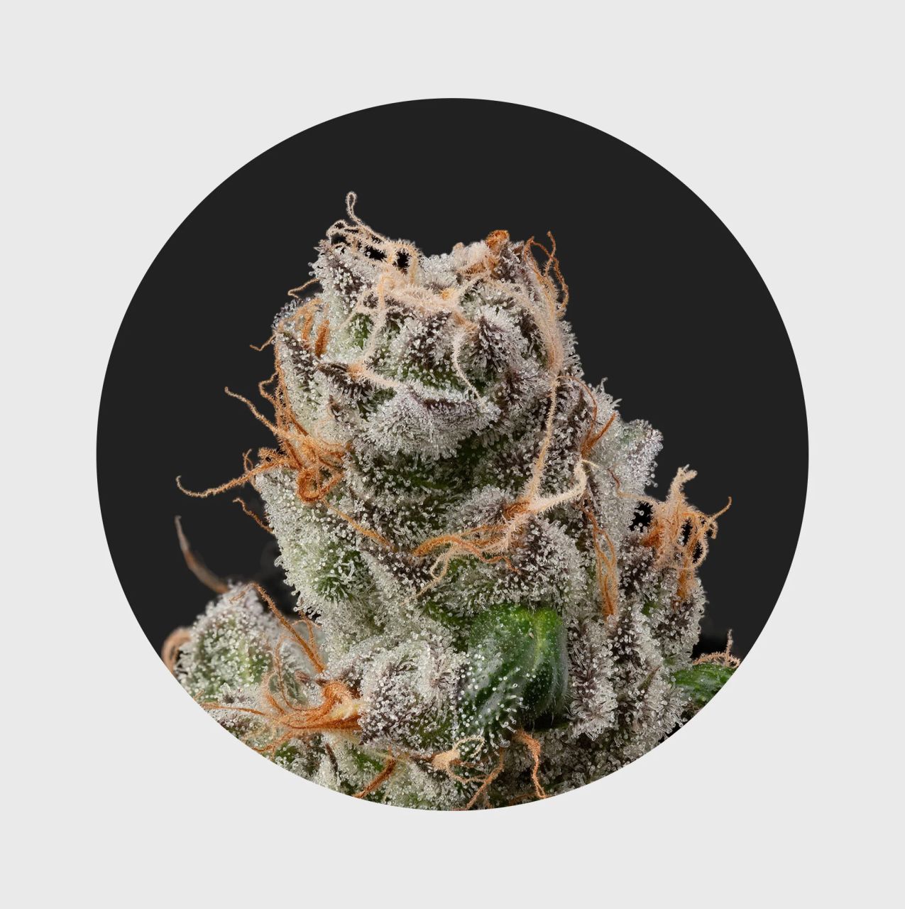 Cali Genetics GMO Rootbeer 33% THC - fast flowering Image 1