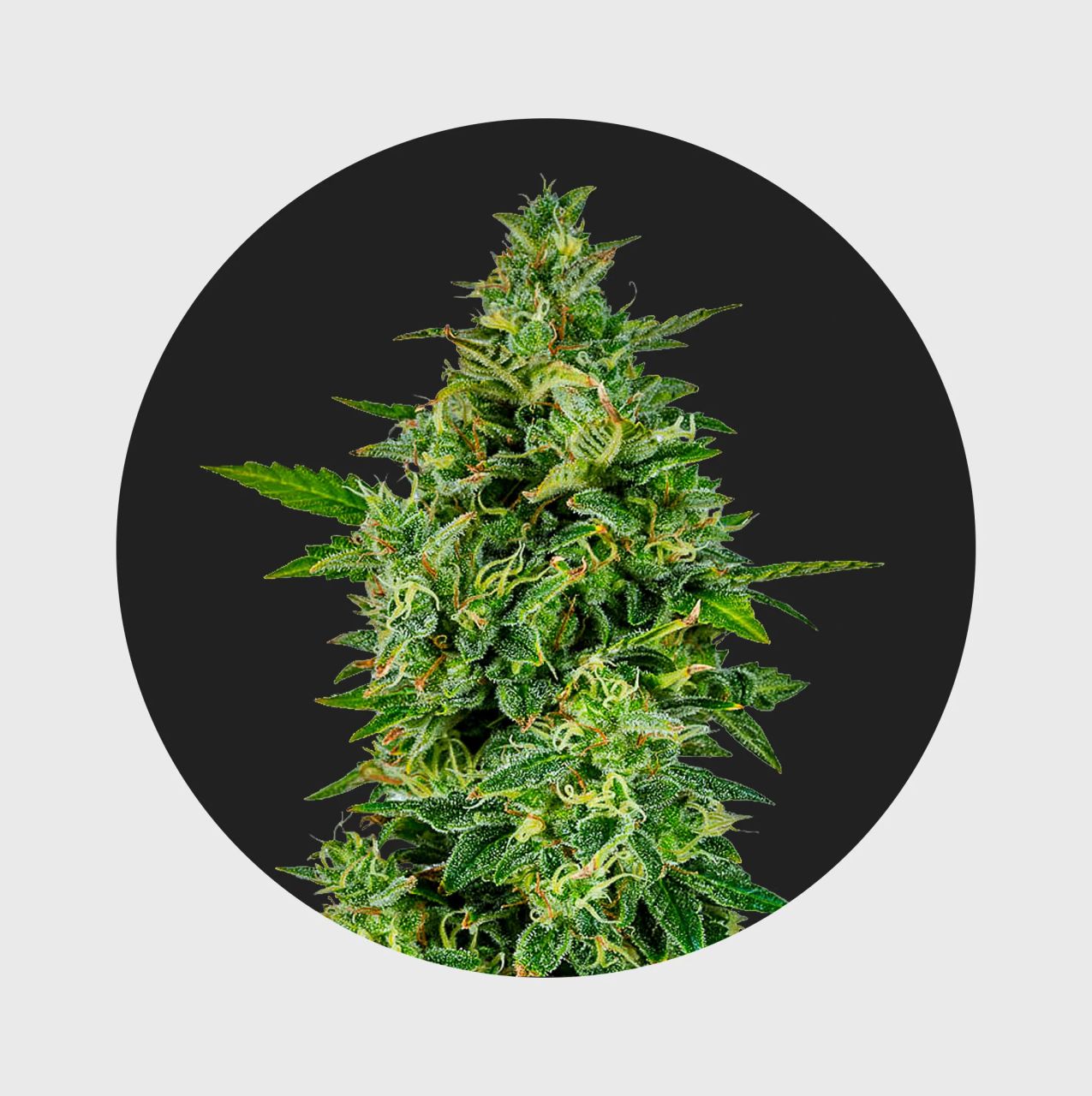 Cali Genetics OG Kush 23% THC - full season Image 1