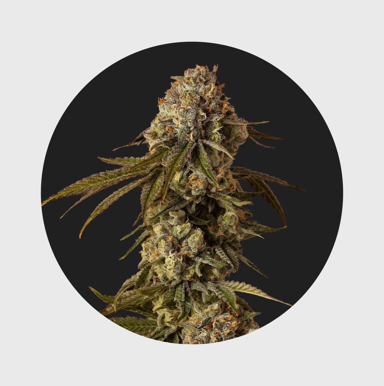 Cali Genetics Mango Smile 25% THC - auto flowering | Hanfosan.de