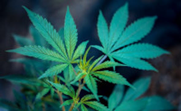 Cannabis Legalisierung – Das sagt Lauterbach