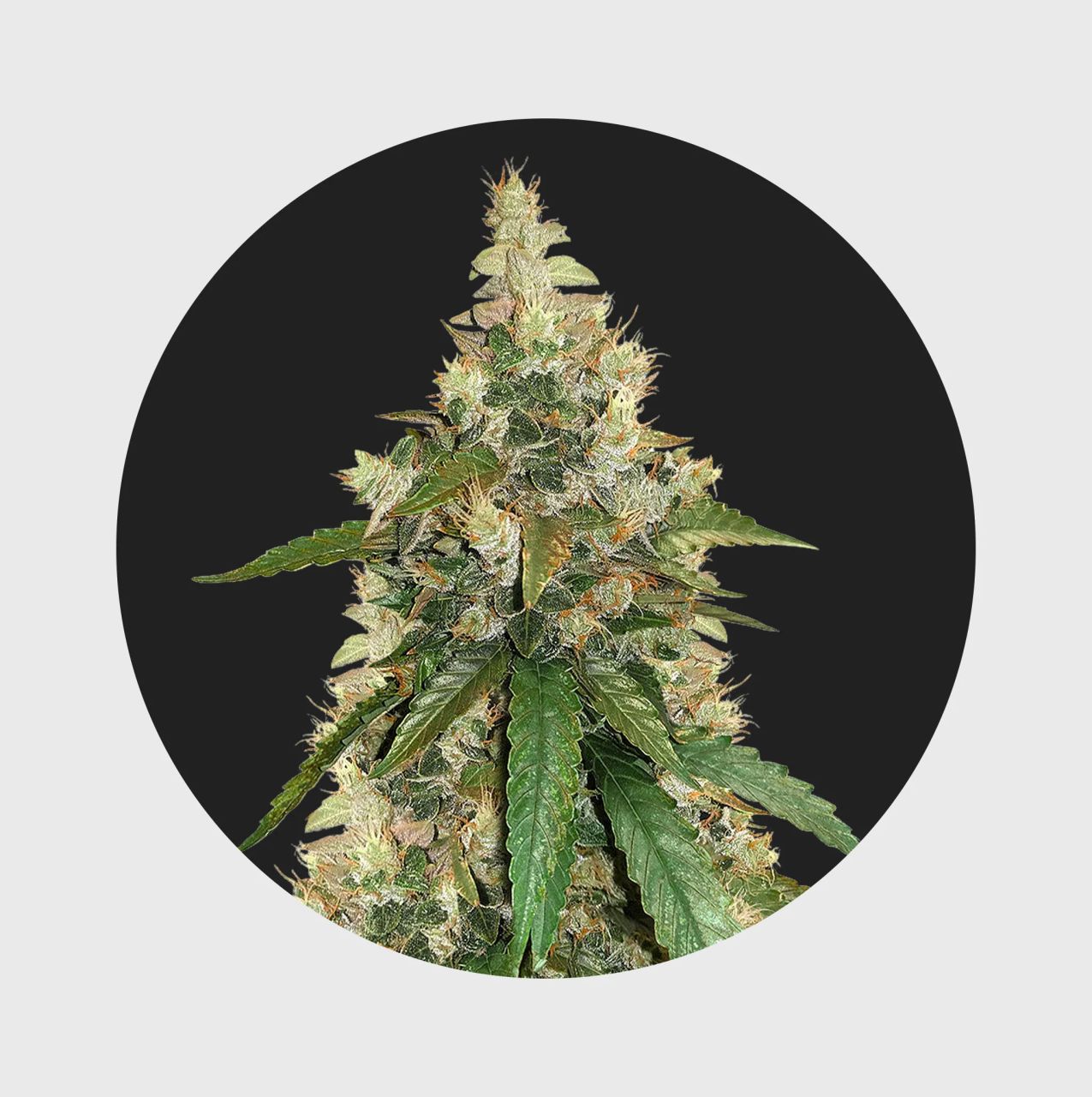 Amsterdams Finest Super Skunk 22% THC - auto flowering Image 1