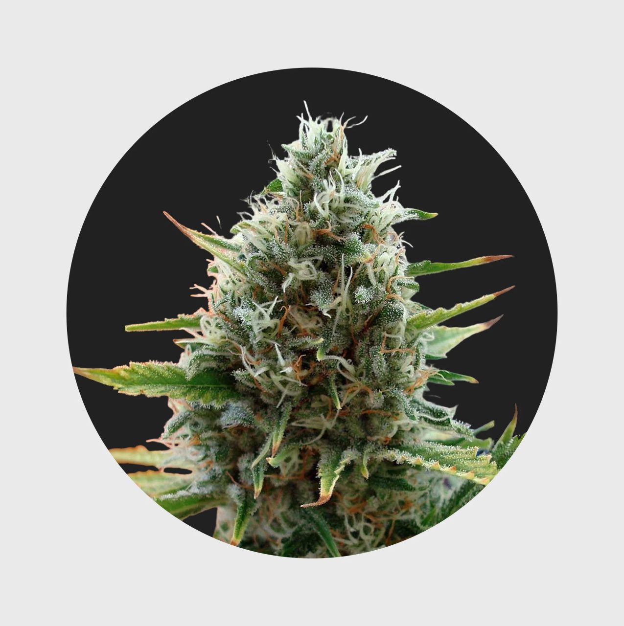 Cali Genetics Papaya 27% THC - fast flowering | Hanfosan.de